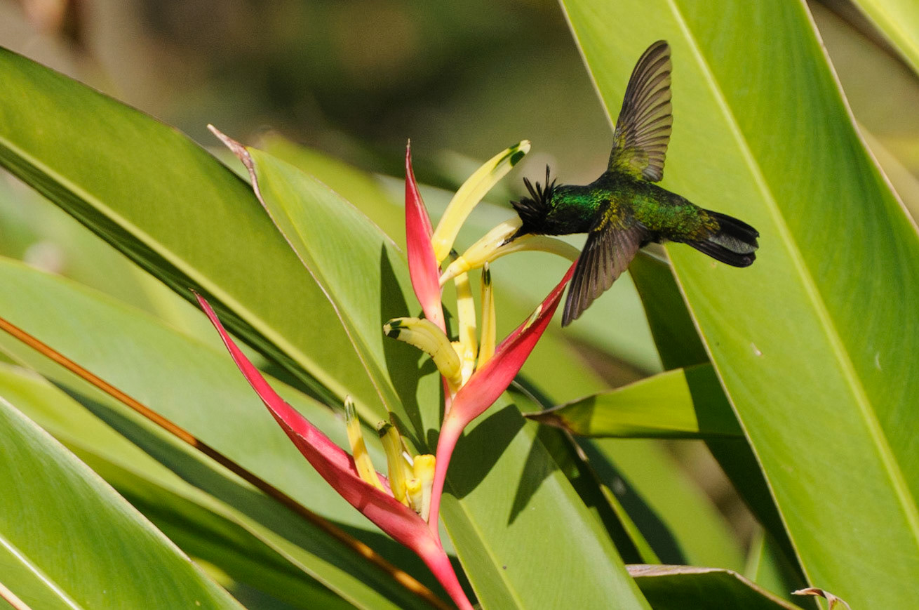 Antillean Crested Hummingbird