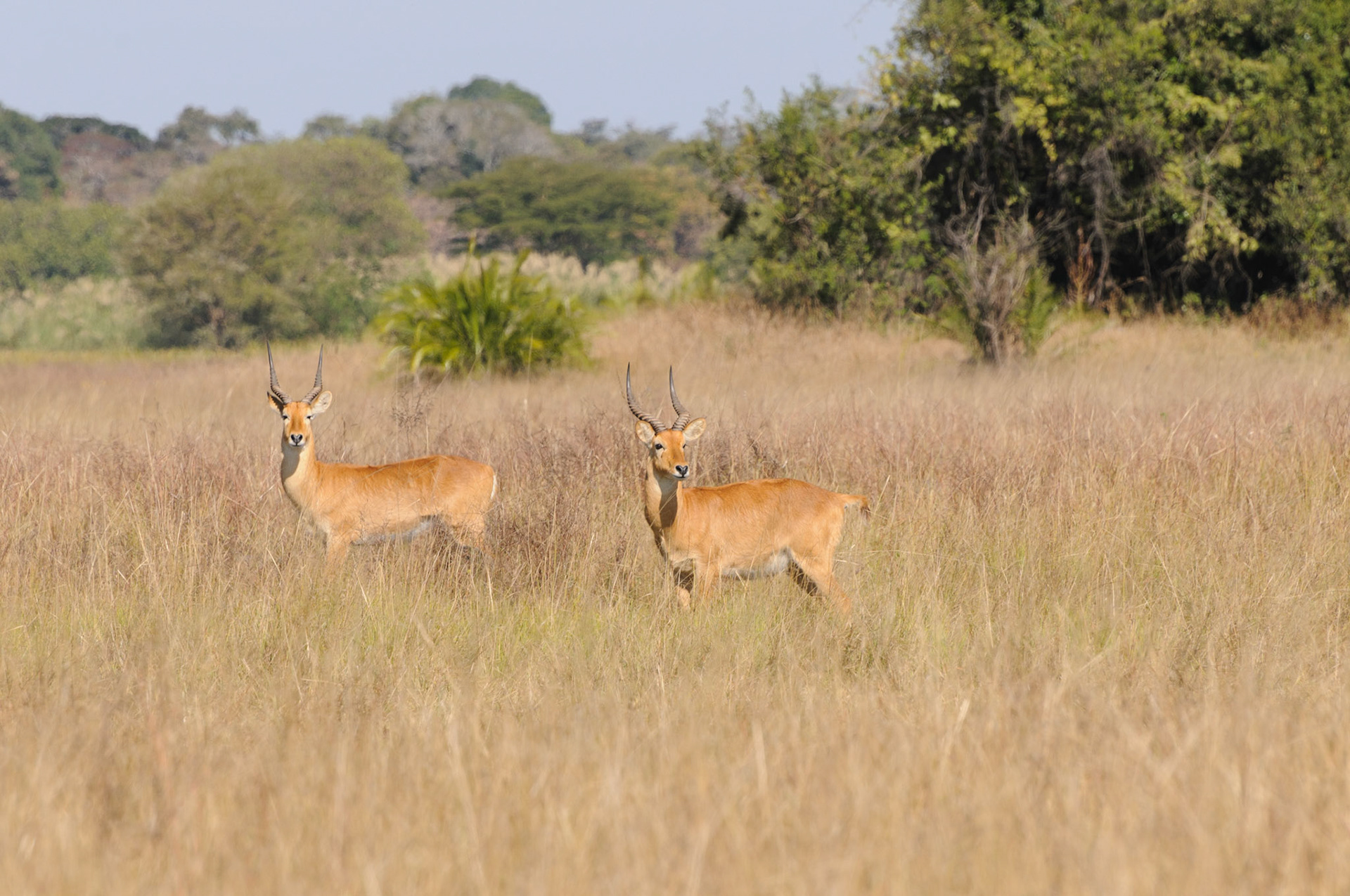 Puku antilopes