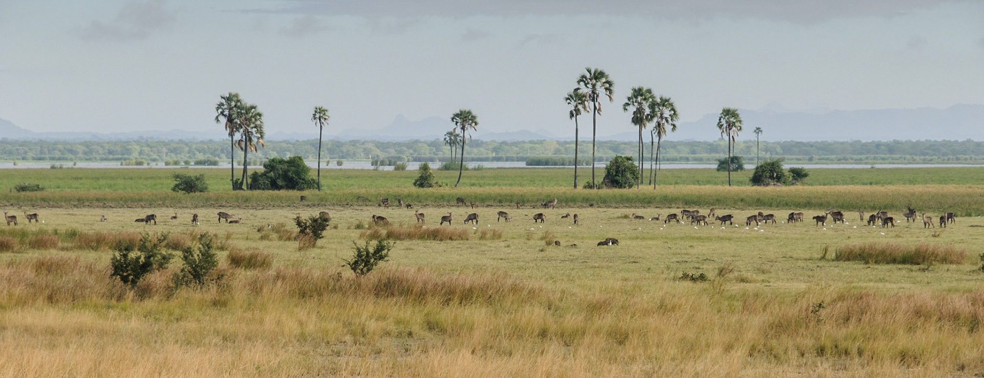 Liwonde National Park