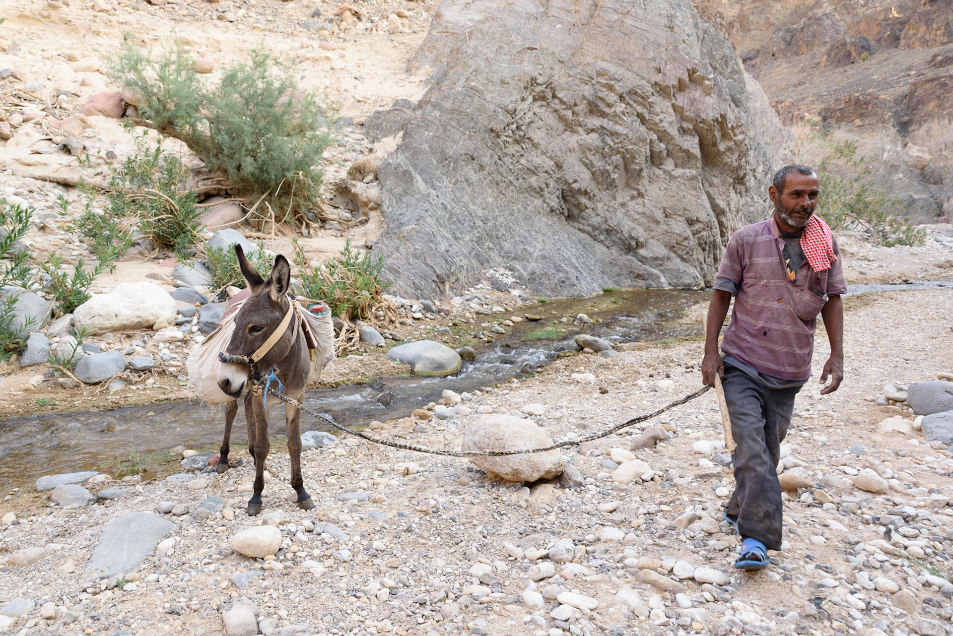 Local pulling a donkey, Wadi Gweihr
