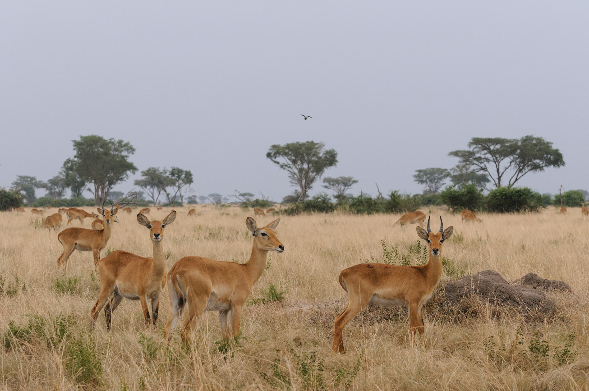 Ugandan cobs, Queen Elizabeth National Park
