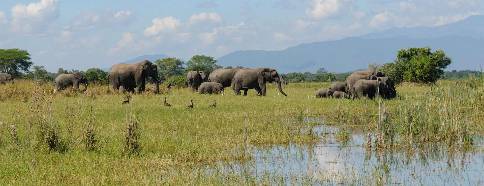 Elephants approaching the Shire river