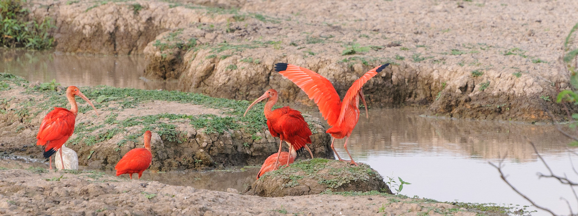 Scarlet ibis