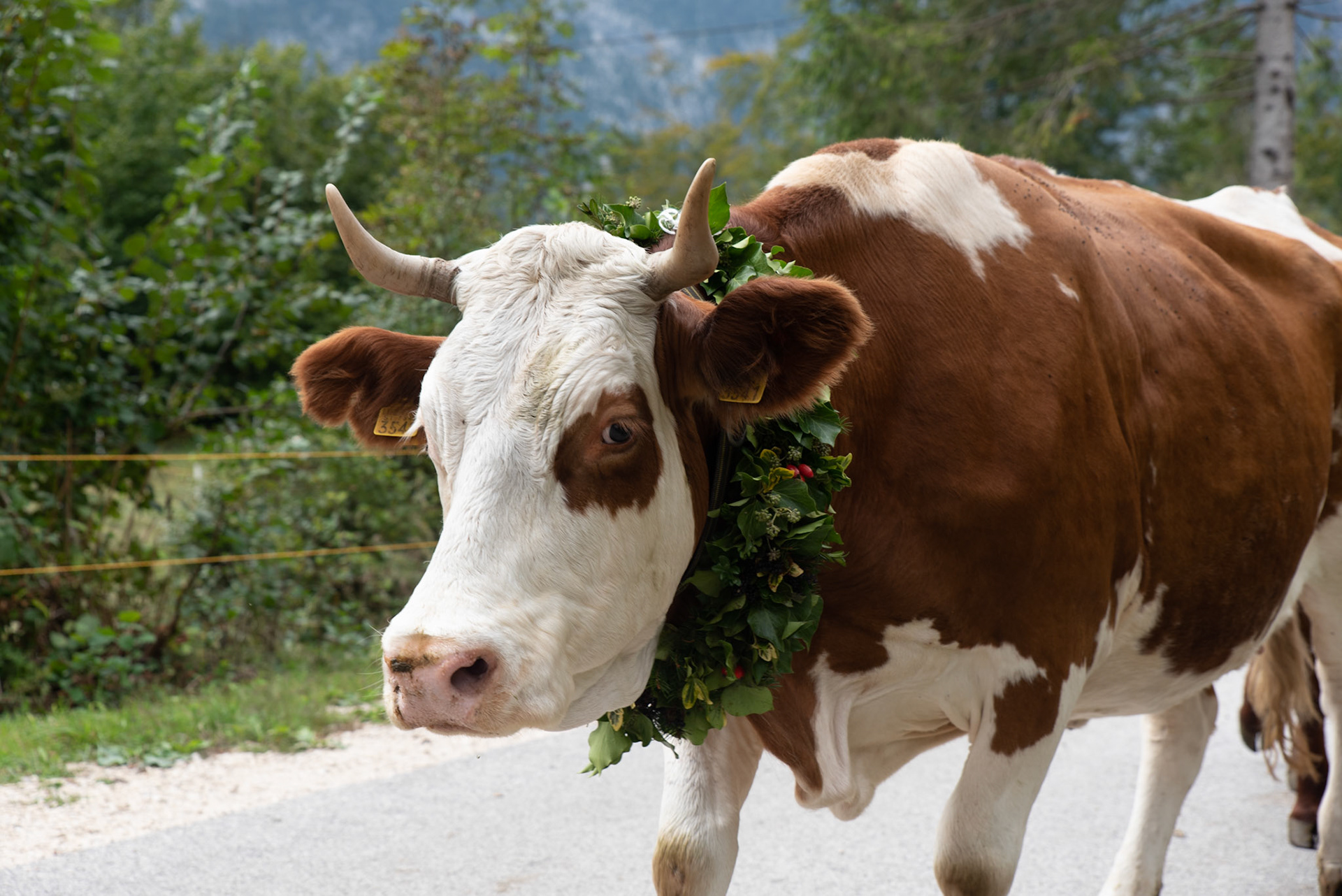 Cows' Ball - the parade