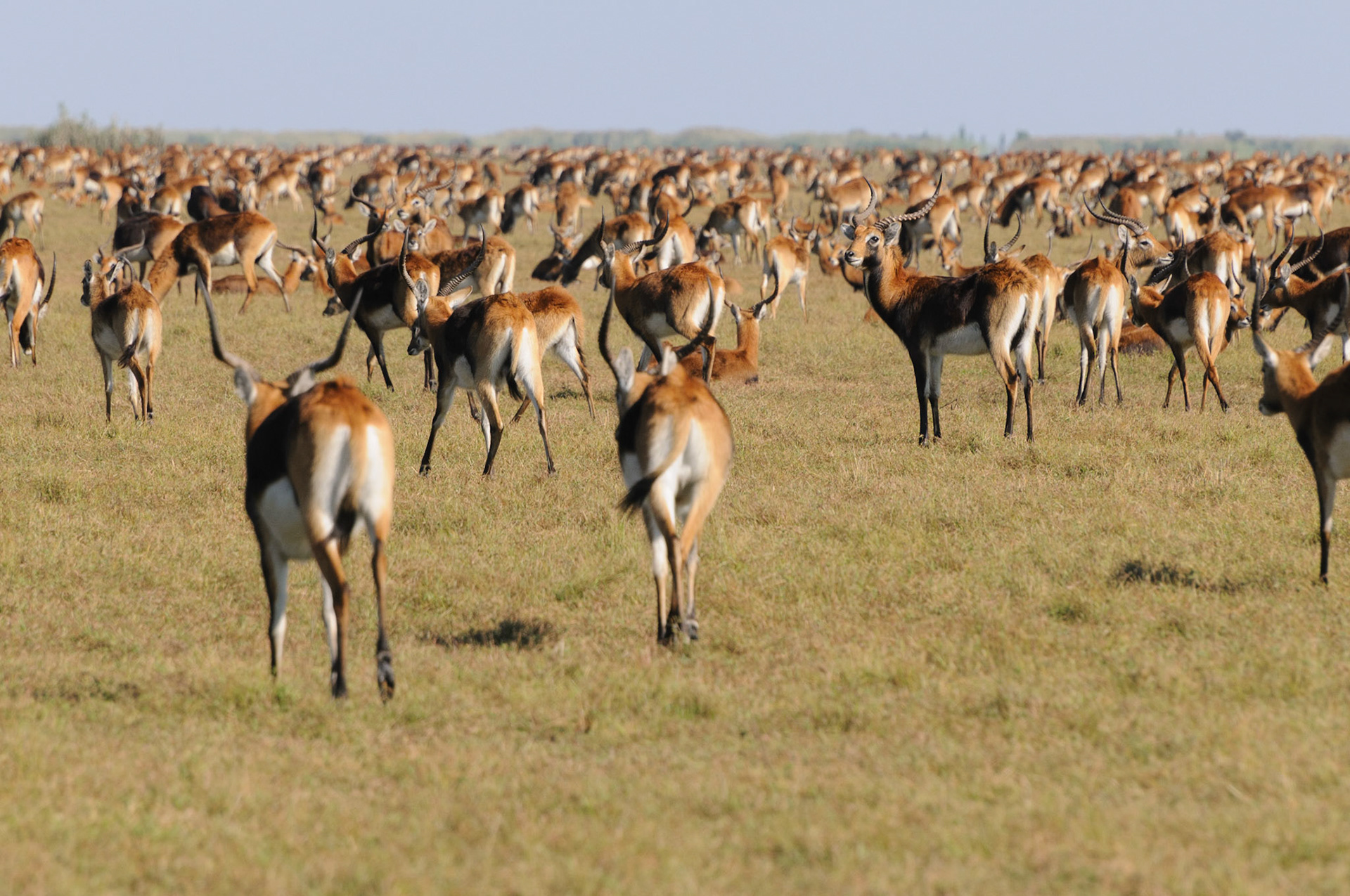 Herds of thousands of black lechwe antilopes