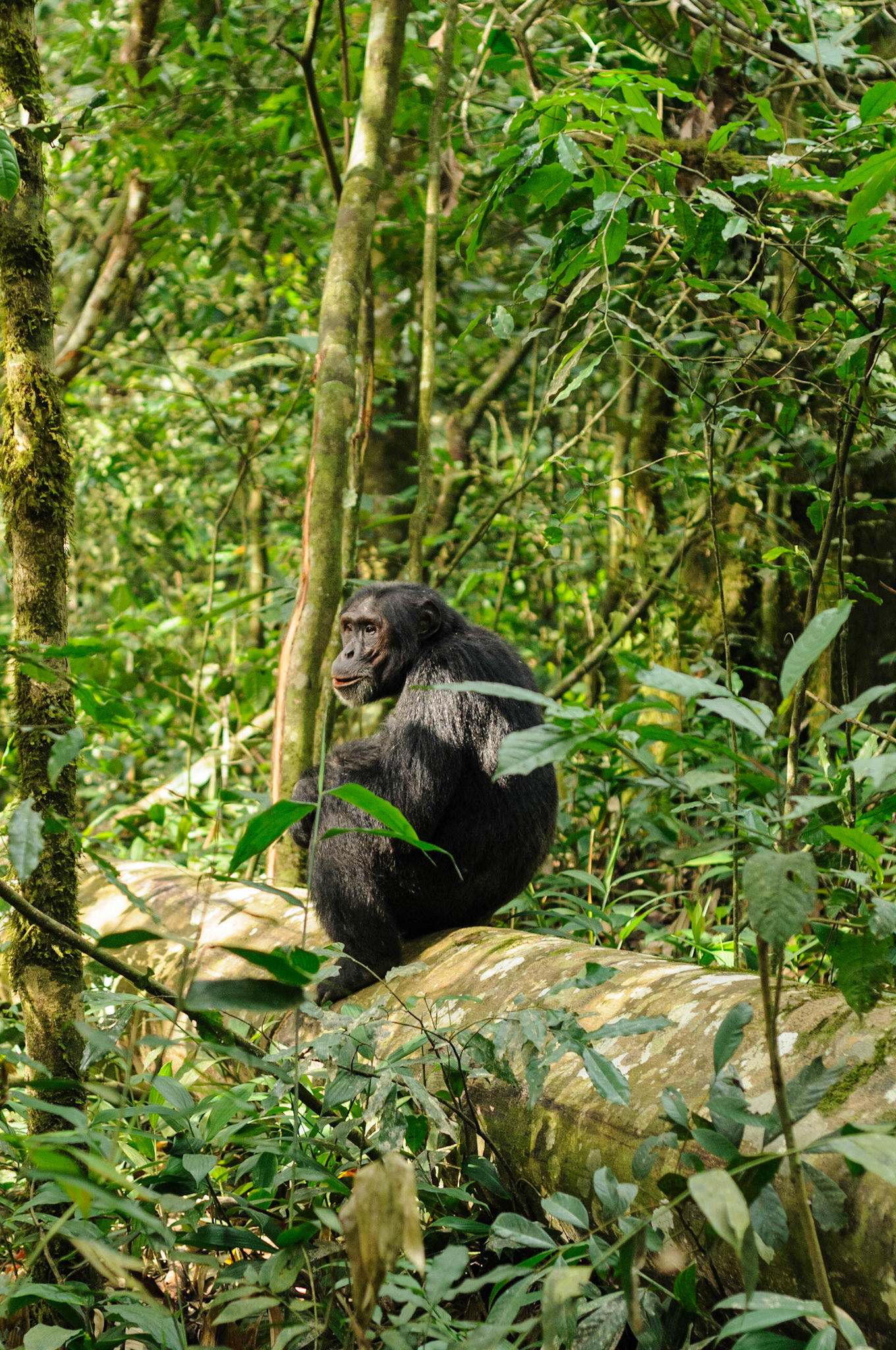 Chimpanzee, Kibale National Park