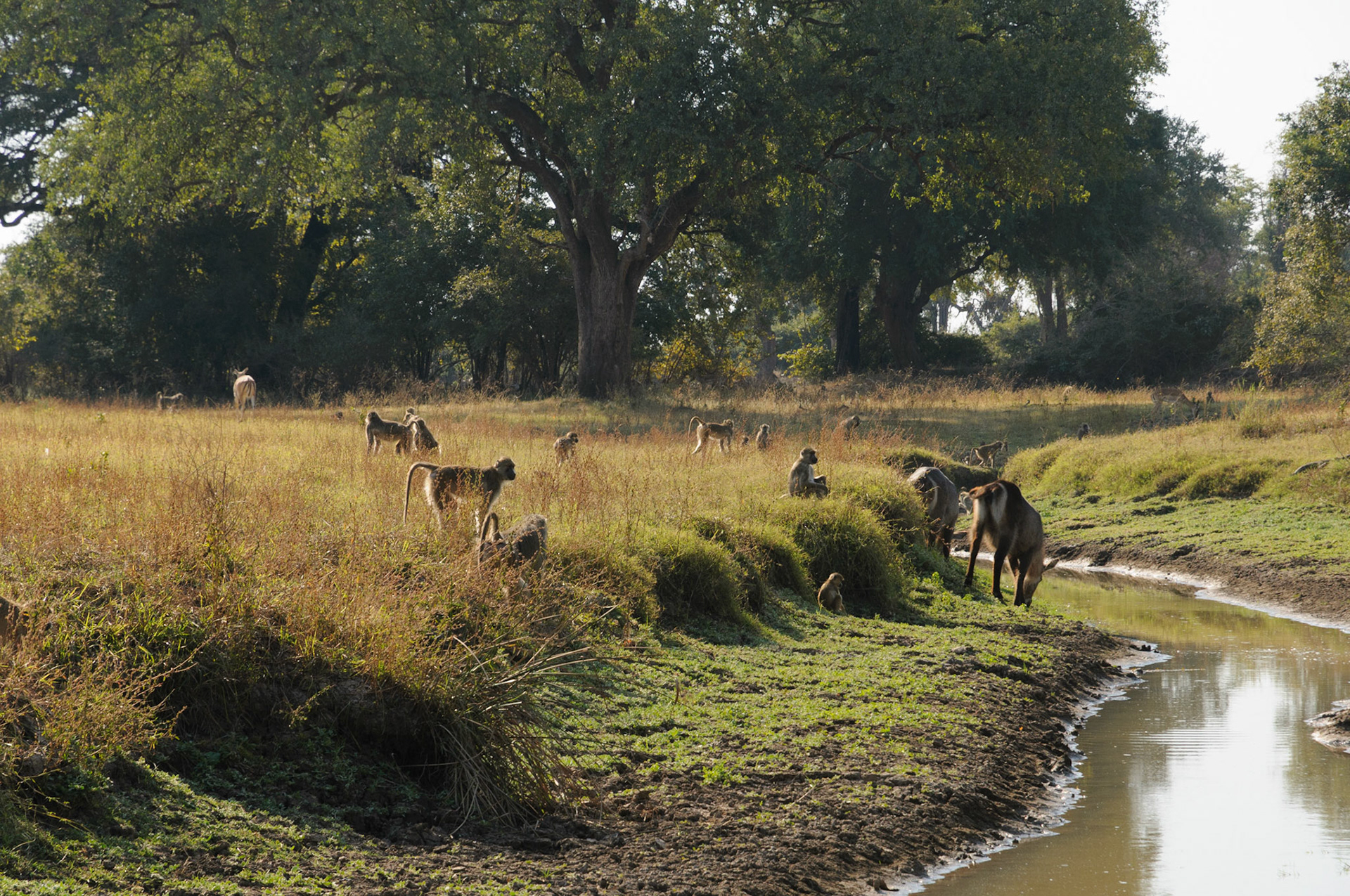 Baboons and waterbuck, South Luangwa National Park