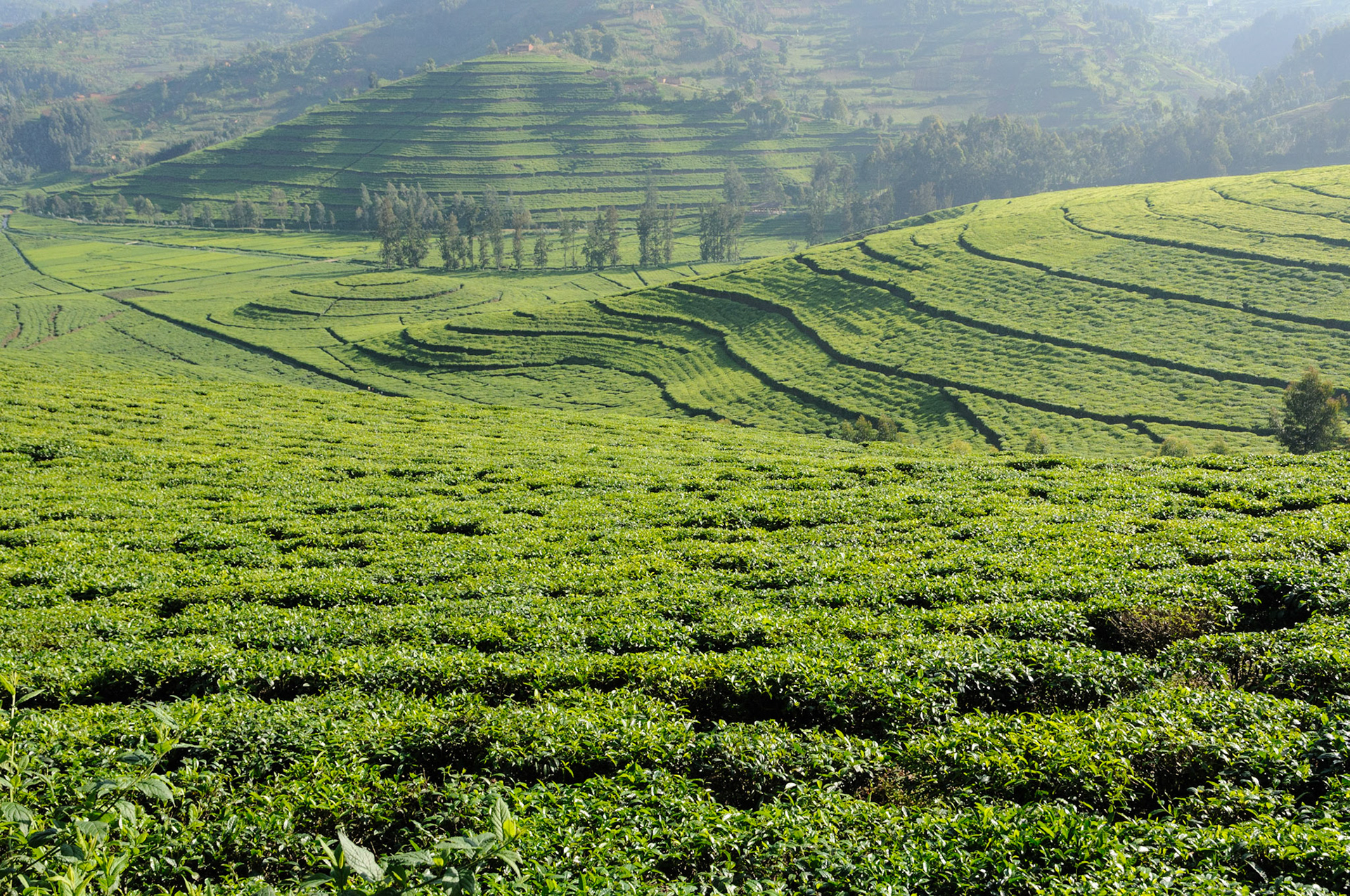 Tea Plantations, between Gisenyi and Kibuye
