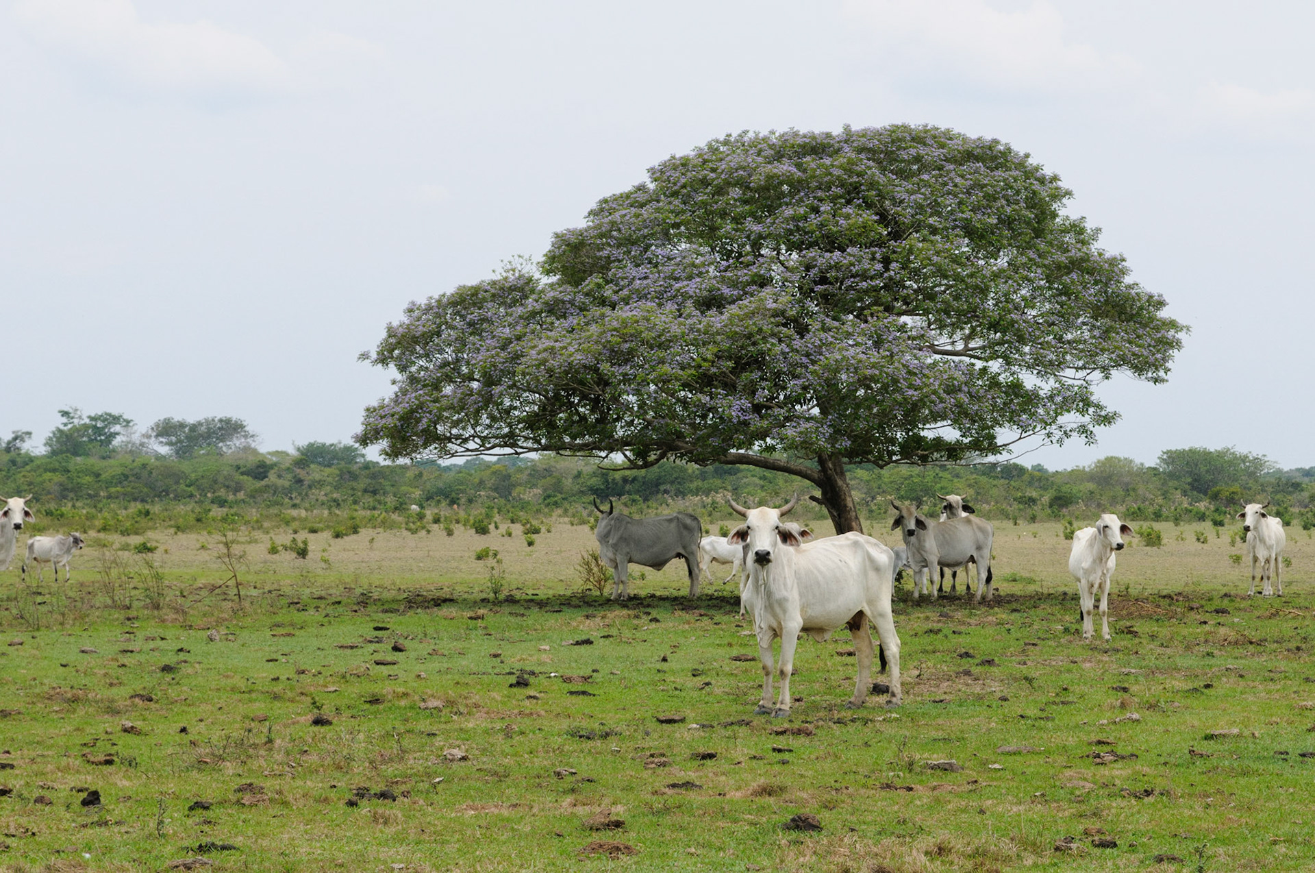 Cattle, Casanare