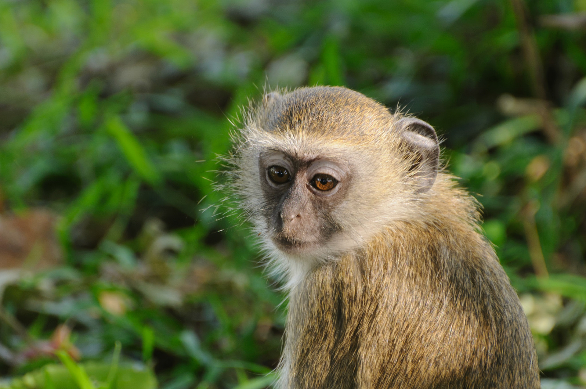 Vervet monkey