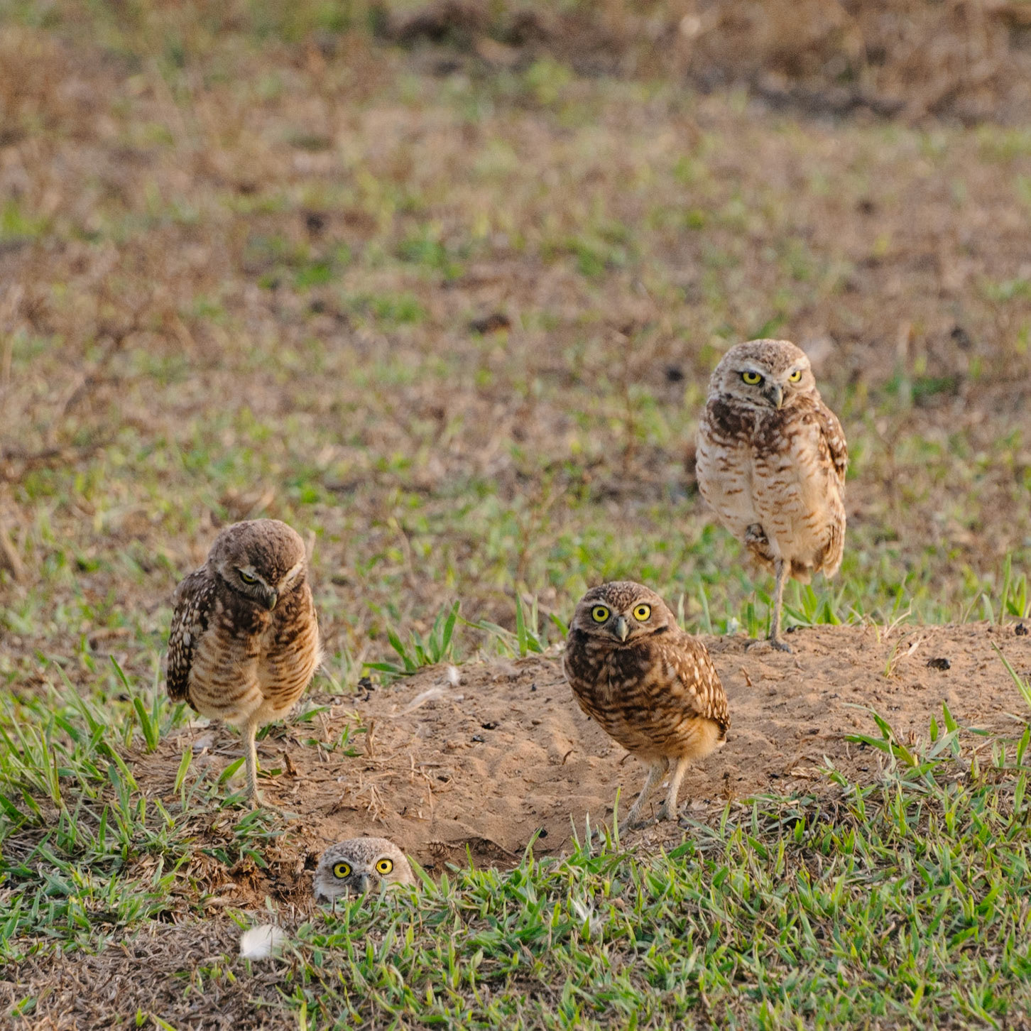 Burrowing owls