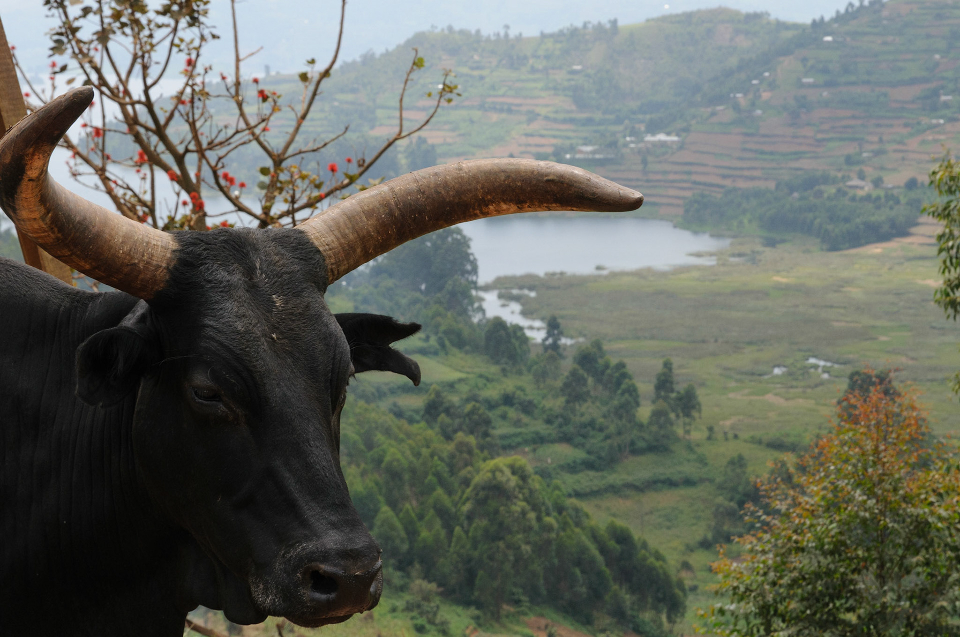 Ankole cow in front of Lake Bunyoni