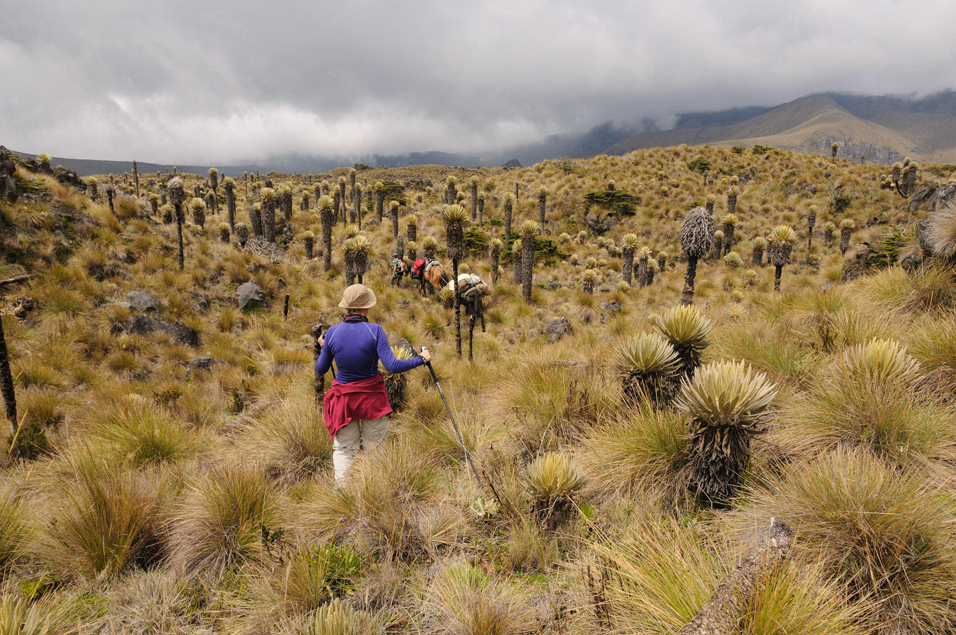 Astrid among the frailejon plants, Los Nevados