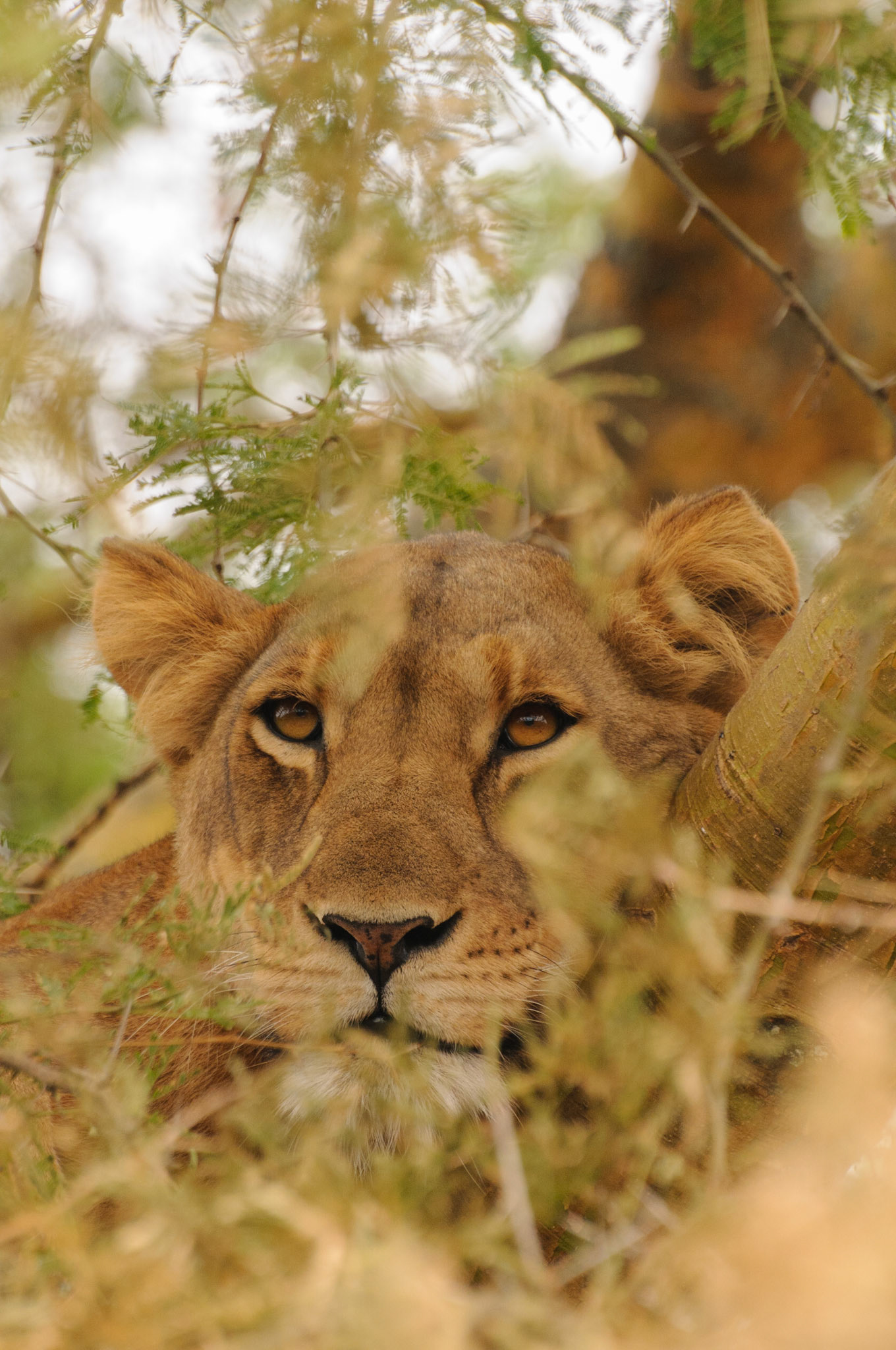 Tree-climbing lion, Queen Elizabeth National Park