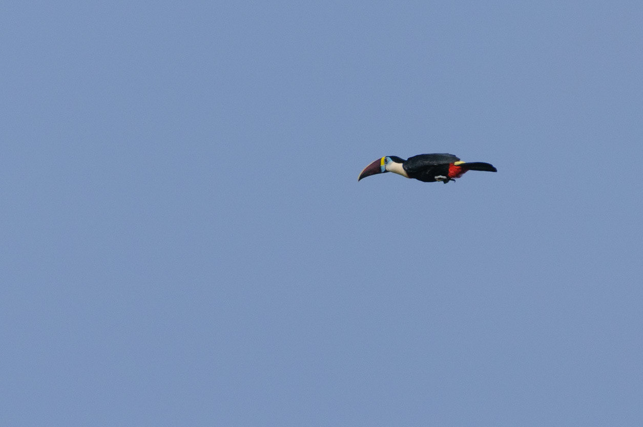 Red-billed Toucan