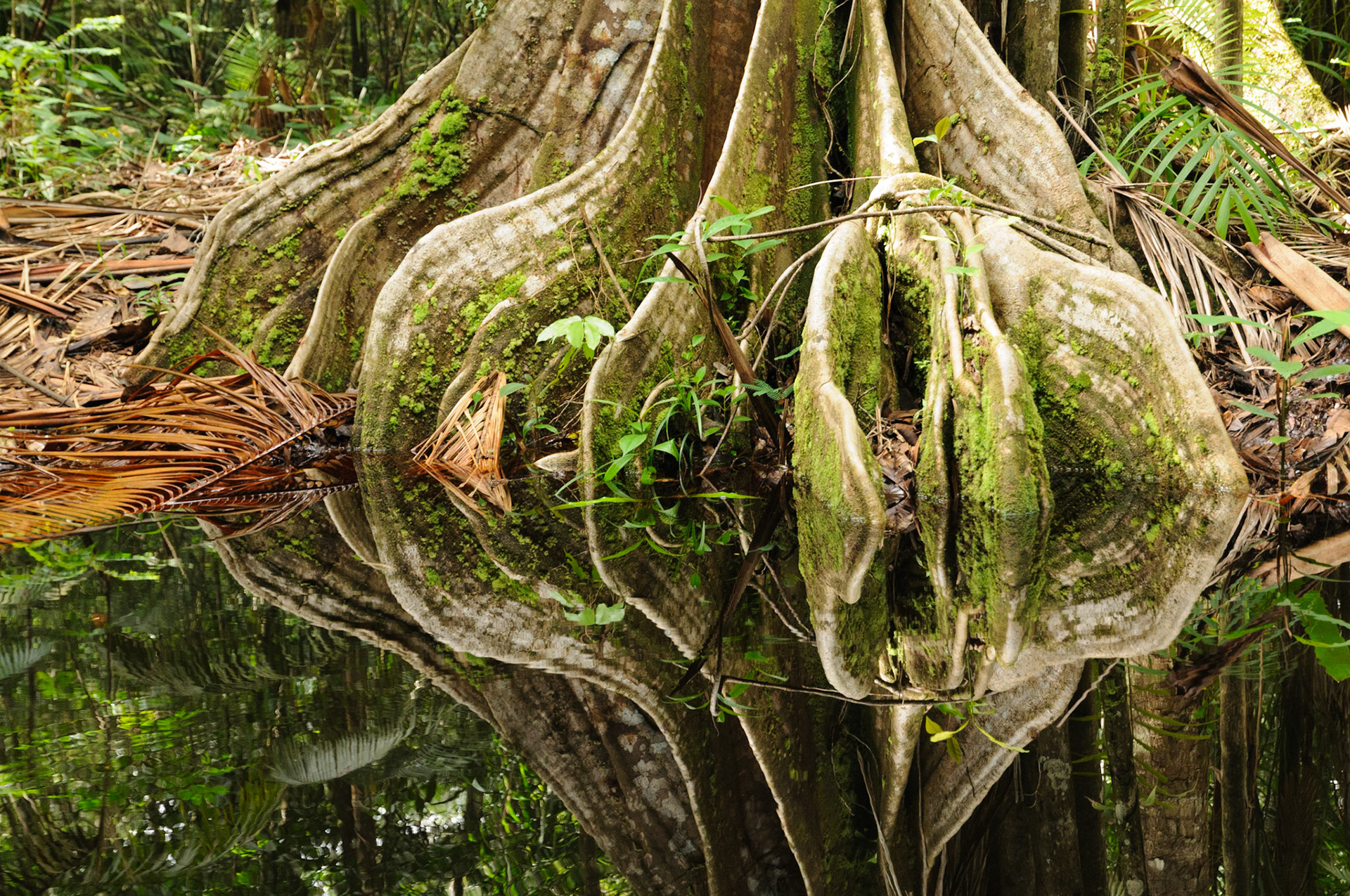 Reflections of tree roots