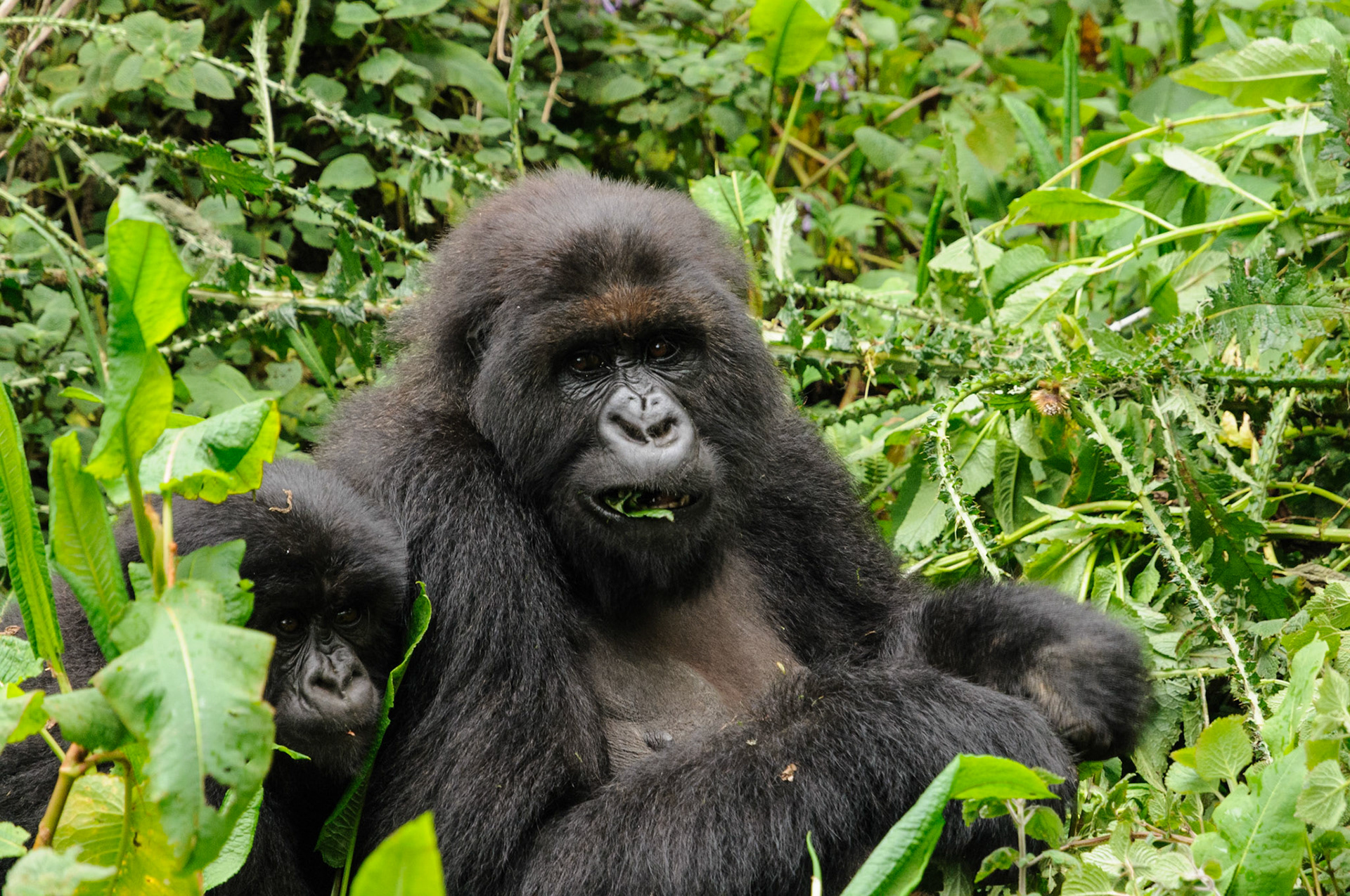 Mountain gorilla mother and child, Volcanoes National Park