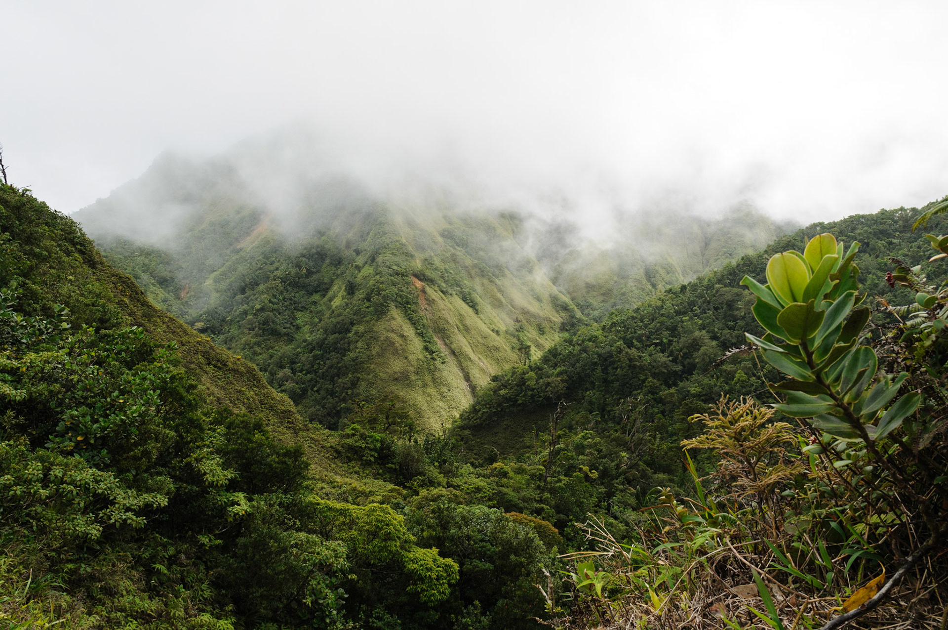 Cloudy forests at Boiling Lake hiking trail