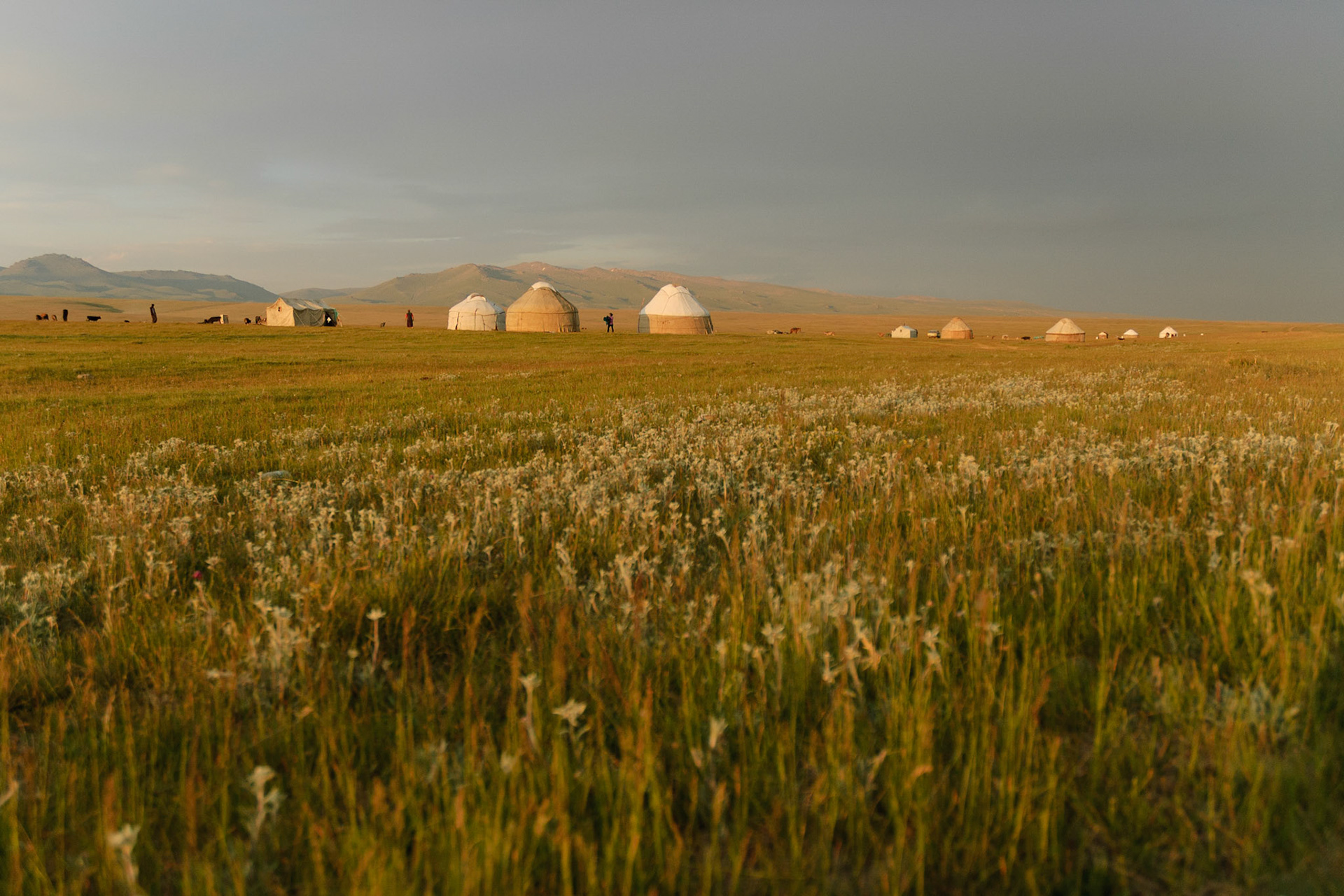 thousands of edelweiss, lake Son Kul