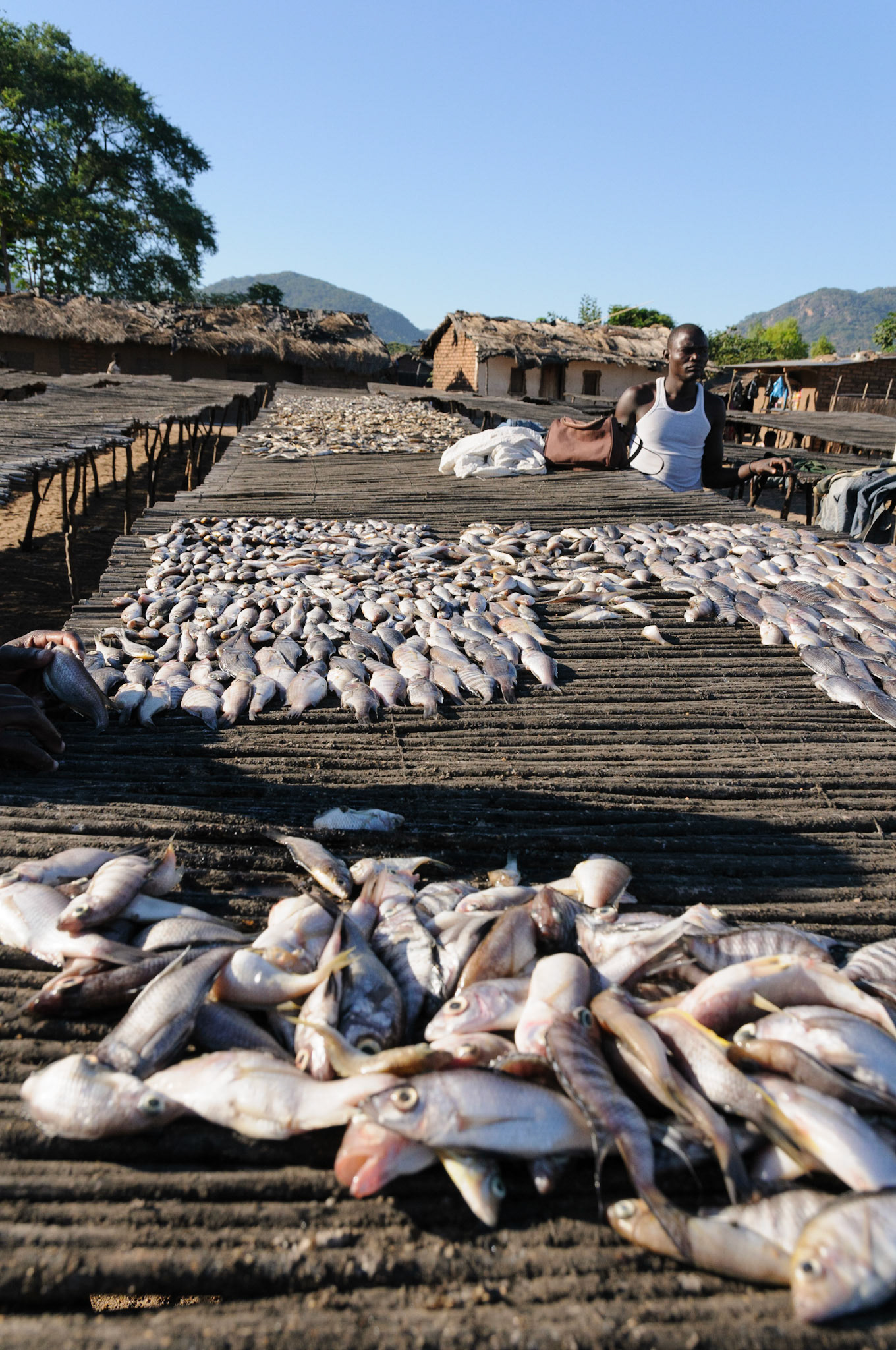 Drying fish caught in Lake Malawi