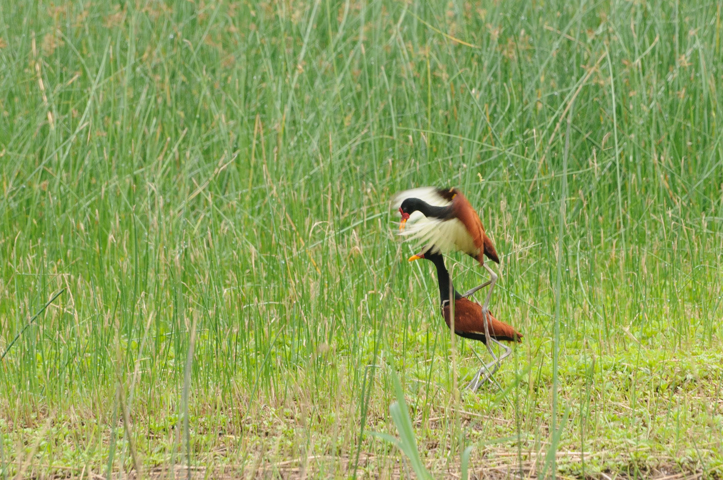 Wattled Jacana mating