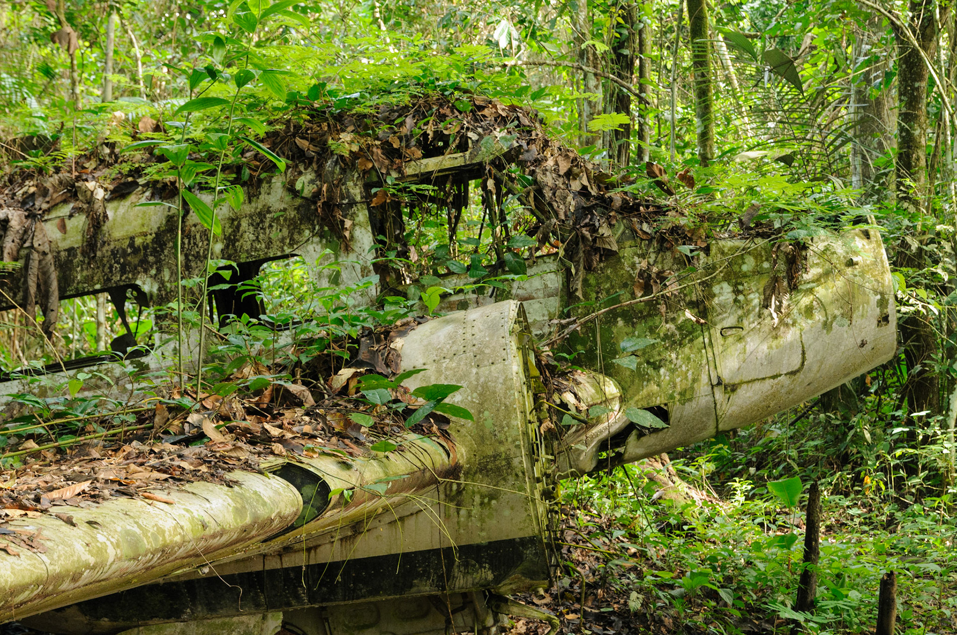 Plane, crashed in the jungle