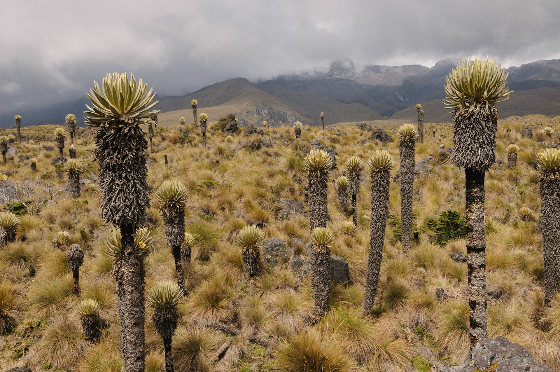Frailejon plants, Los Nevados