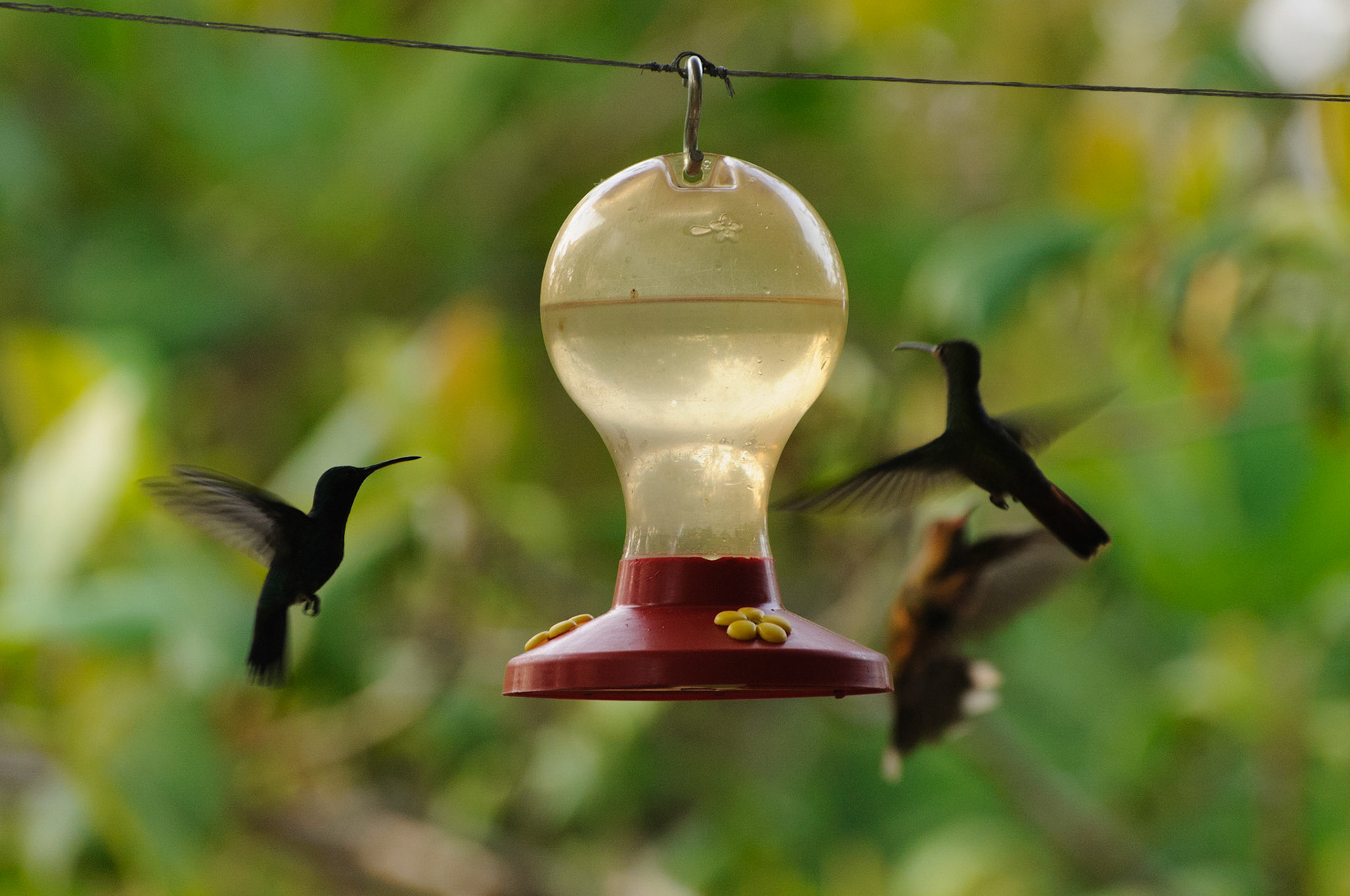 Hummingbird feeder