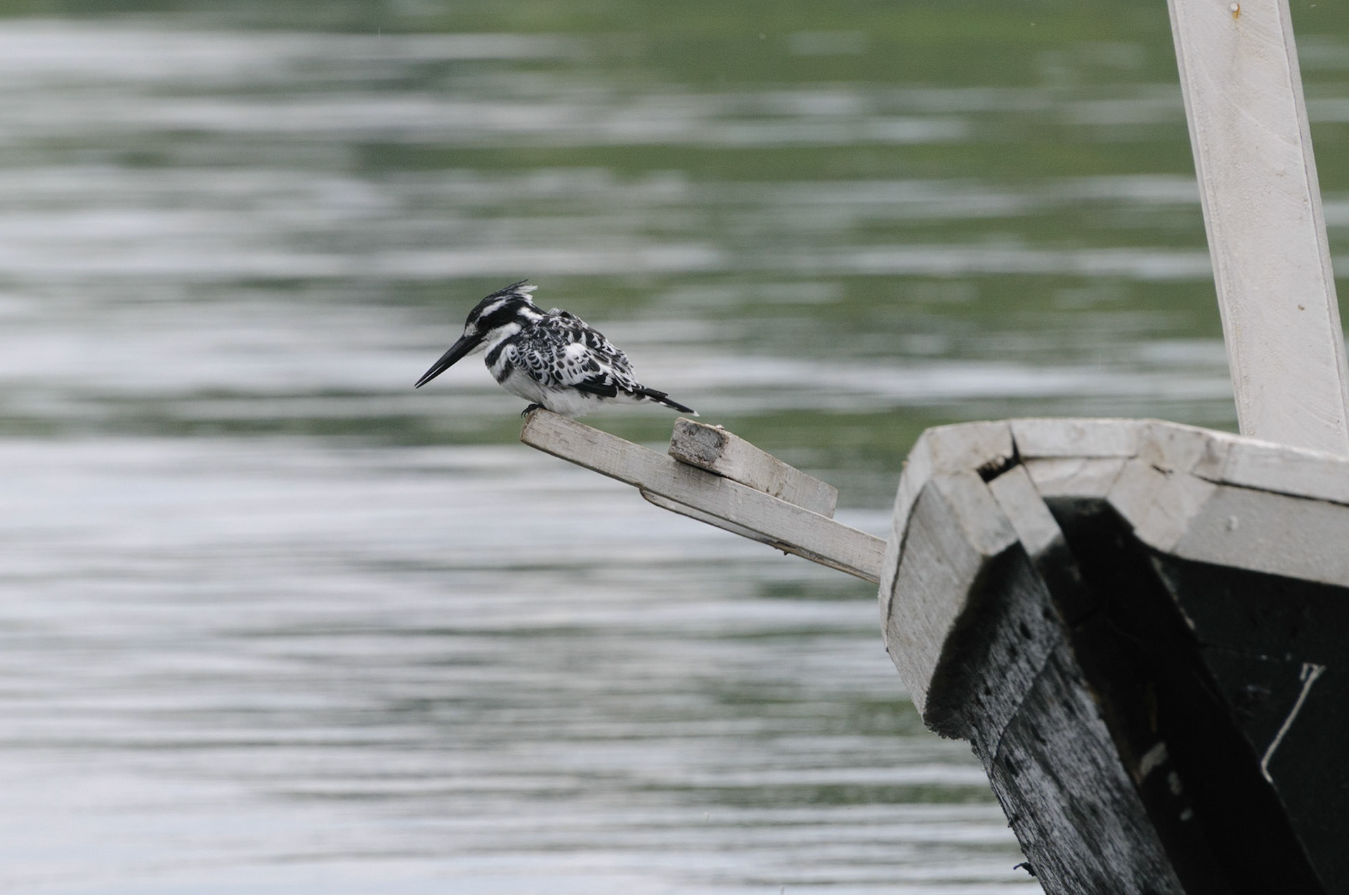Pied kingfisher, Lake Kivu
