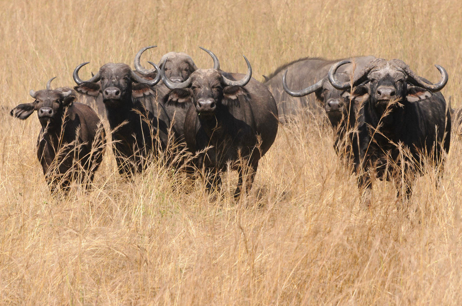 Buffalo herd, North Luangwa National Park