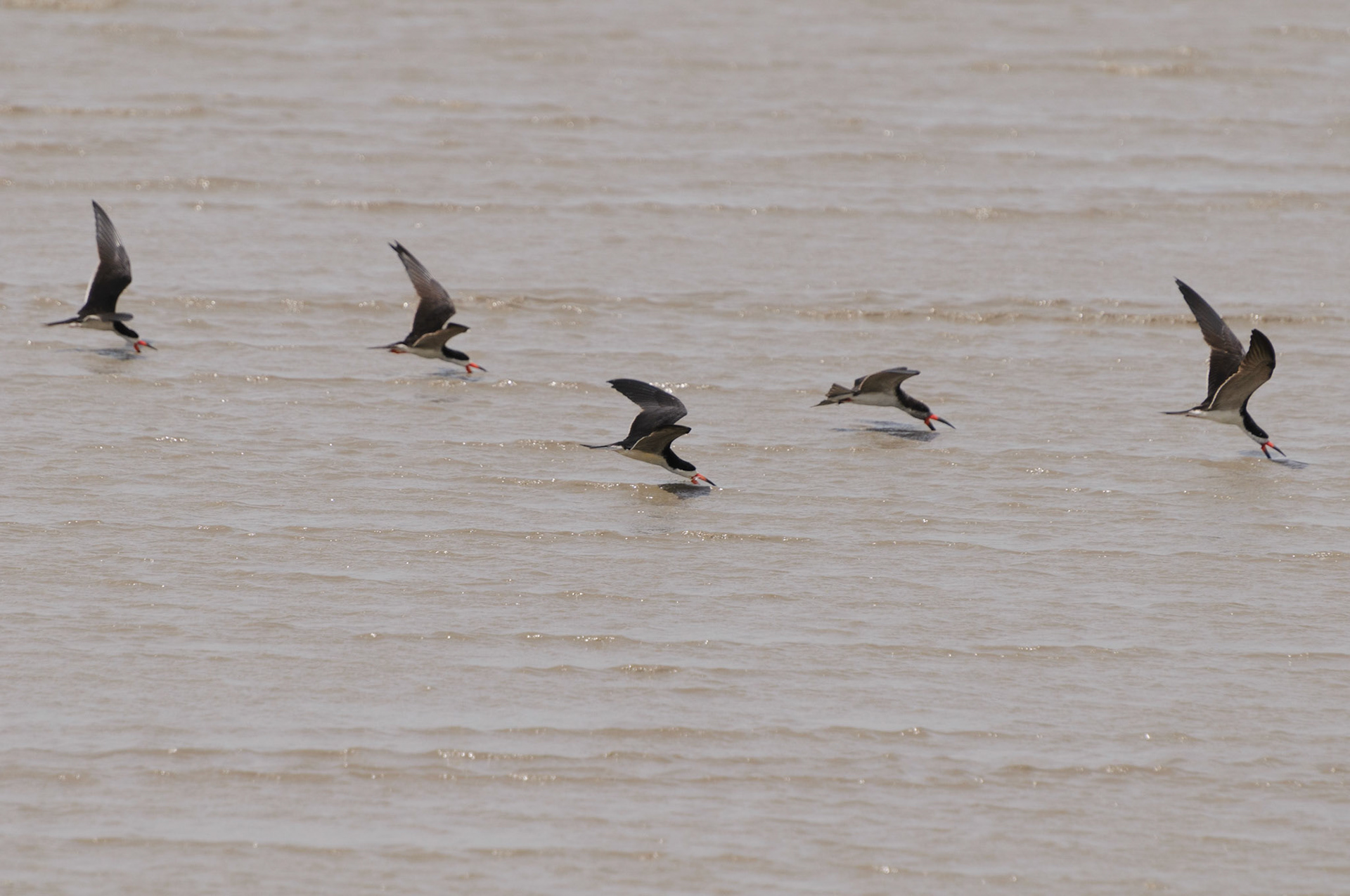 Black Skimmers fishing