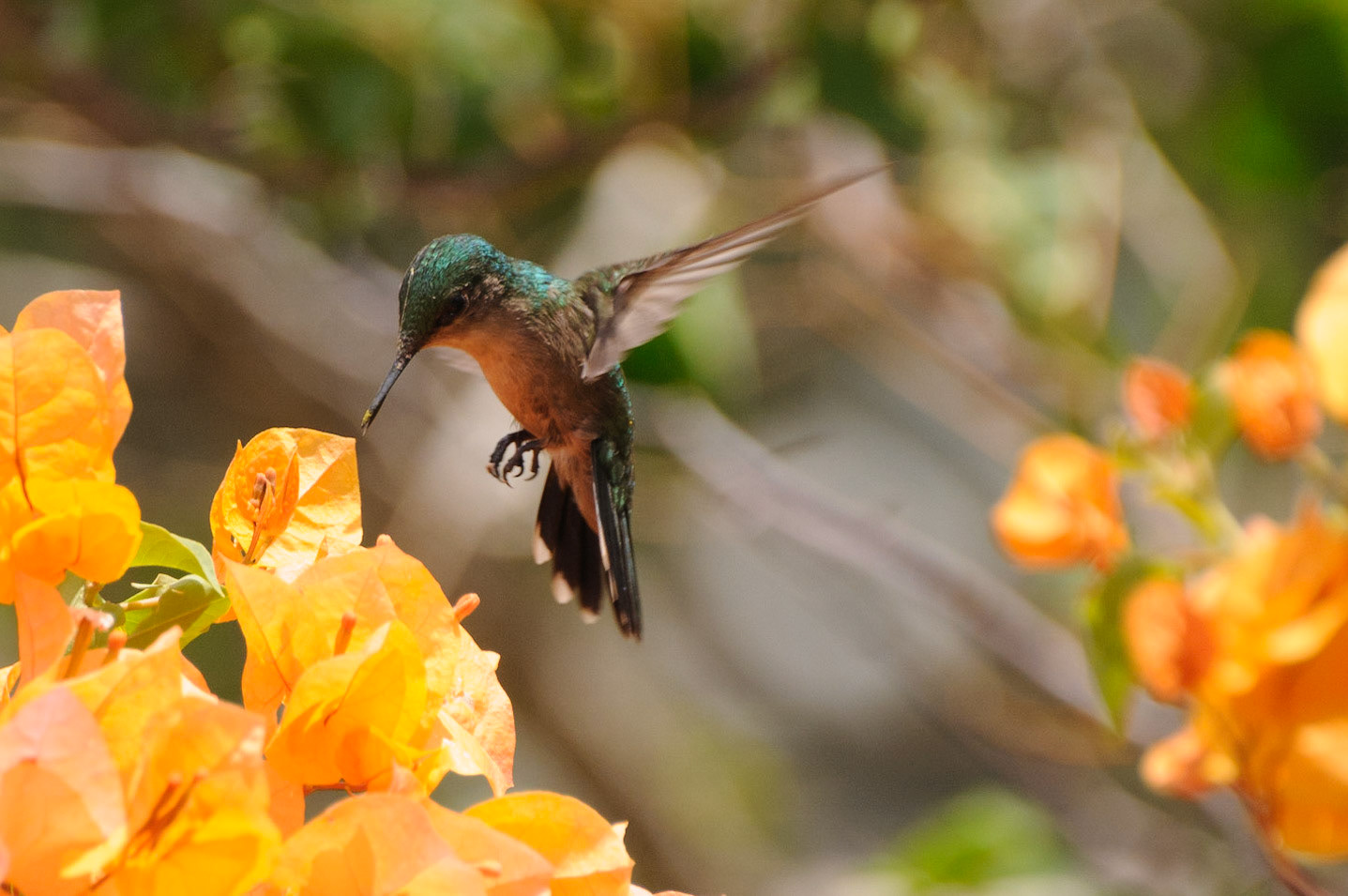 Blue-headed Hummingbird