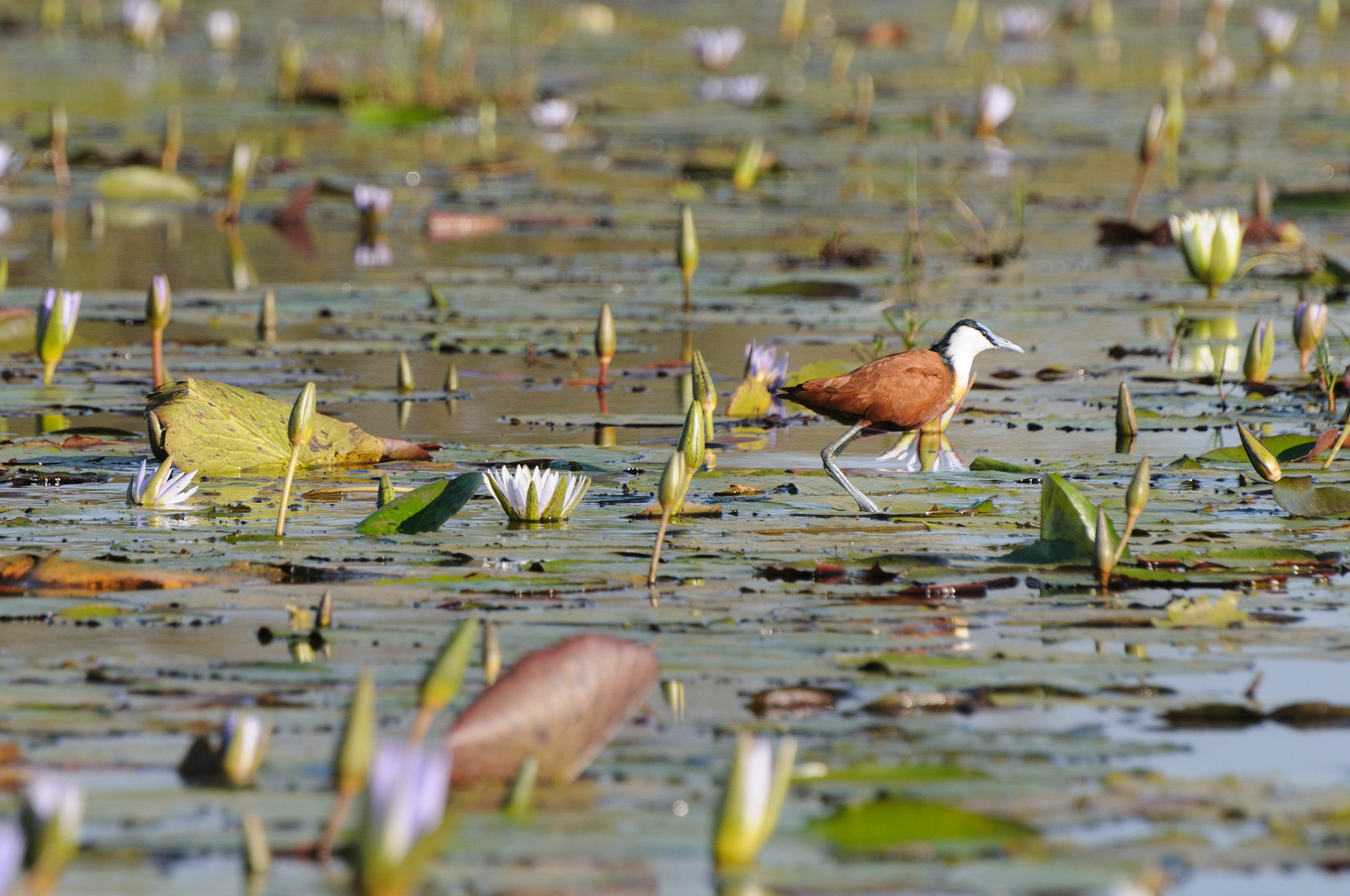 African jacana bird walking the lillies