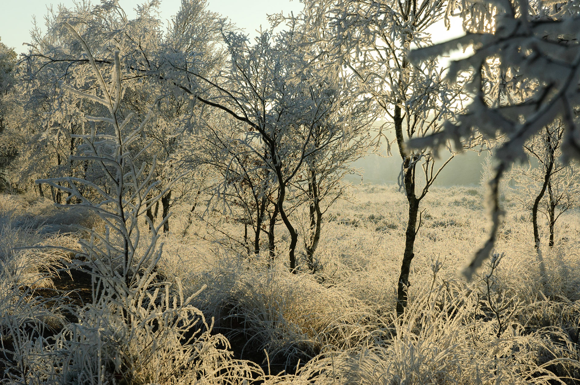 Eersel - Winter landscape in Cartier Heide