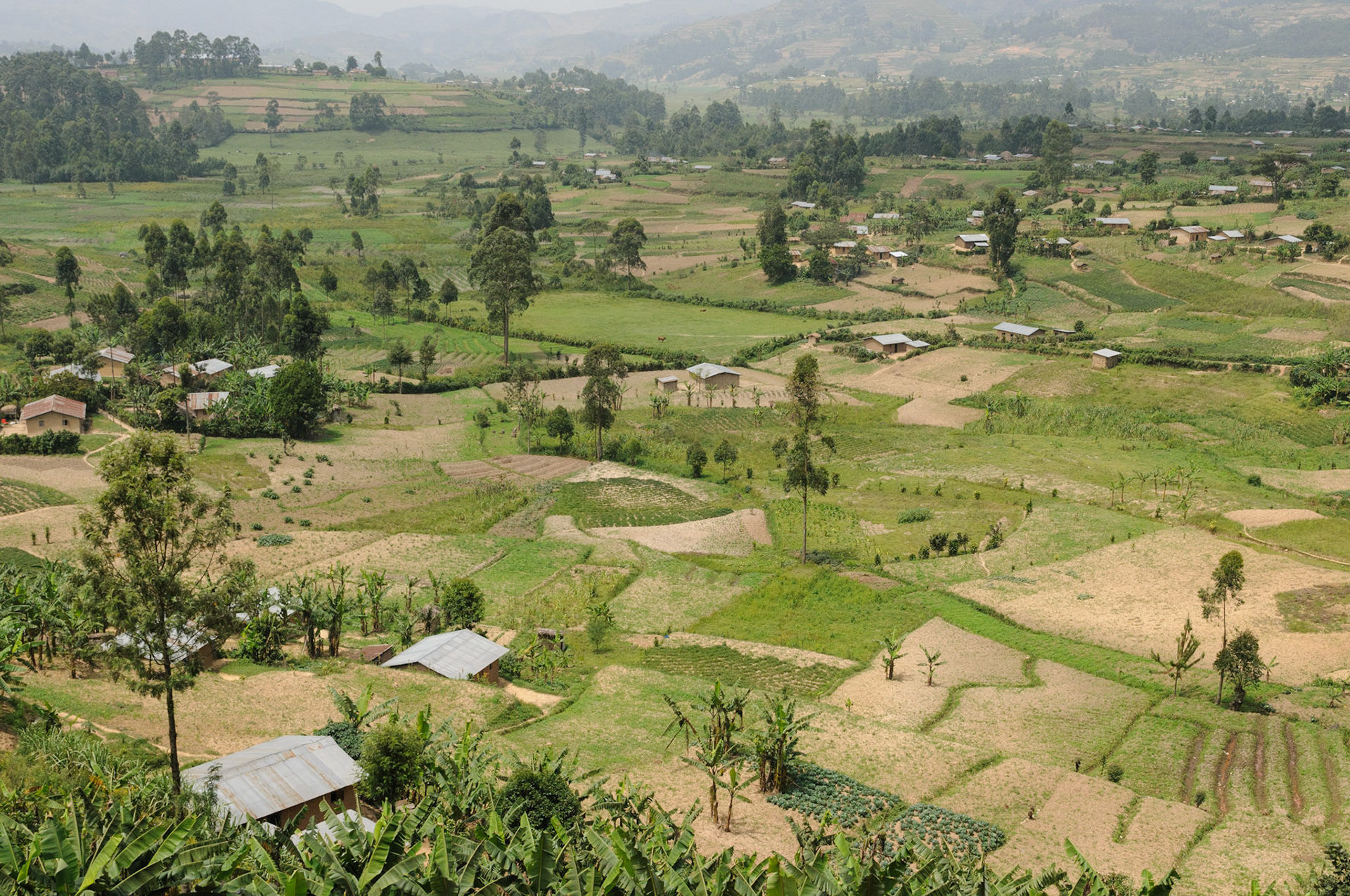 Farm landscape near Bwindi National Park