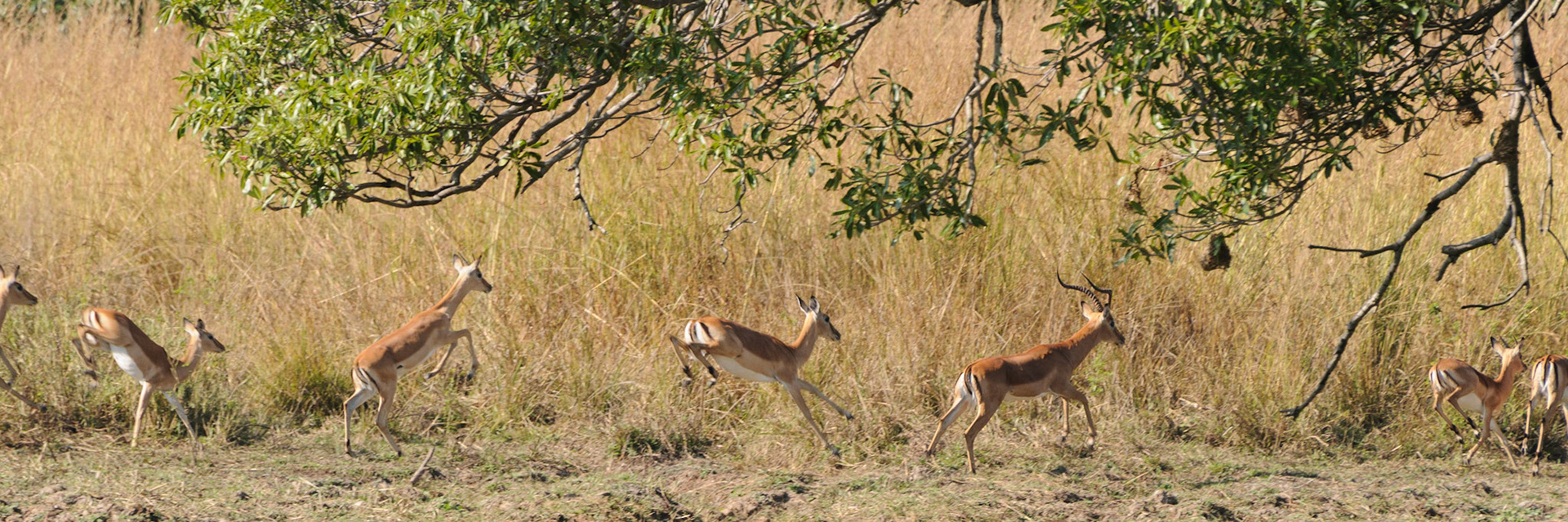 Jumping impala, North Luangwa National Park