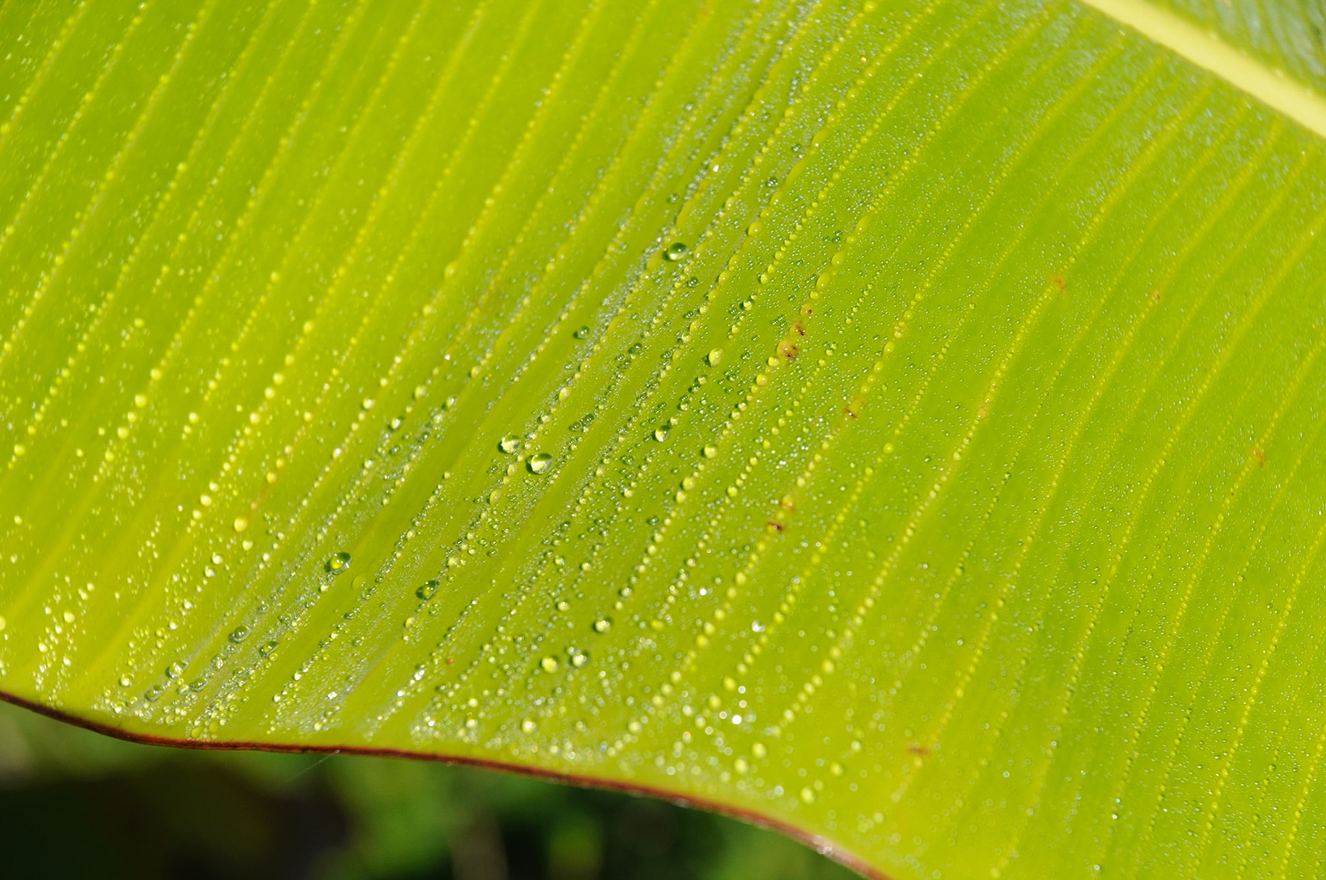 Dewy banana leave