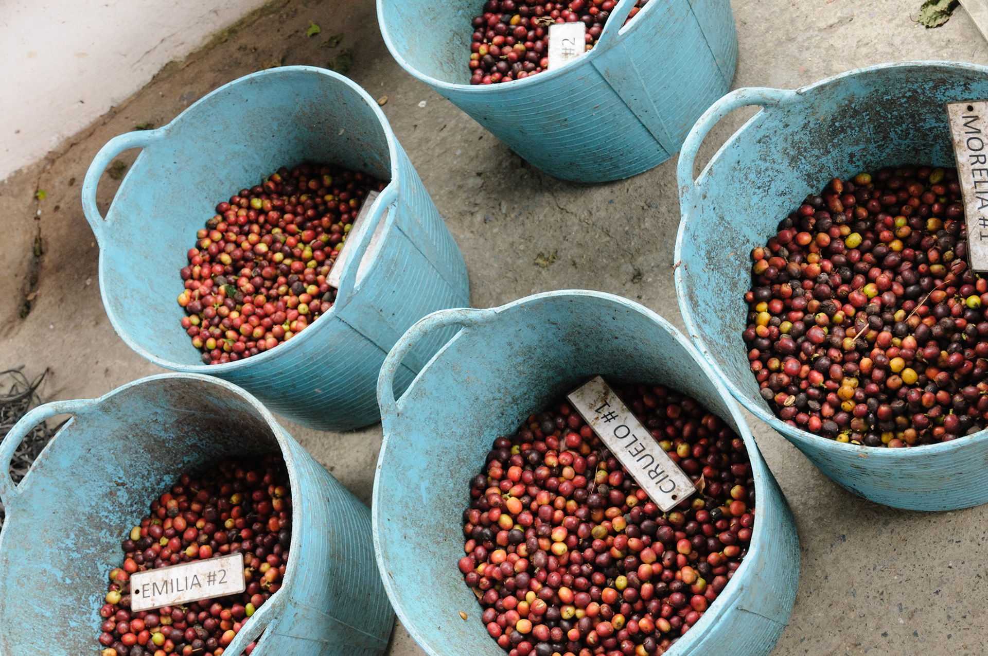 Freshly harvested coffee berries