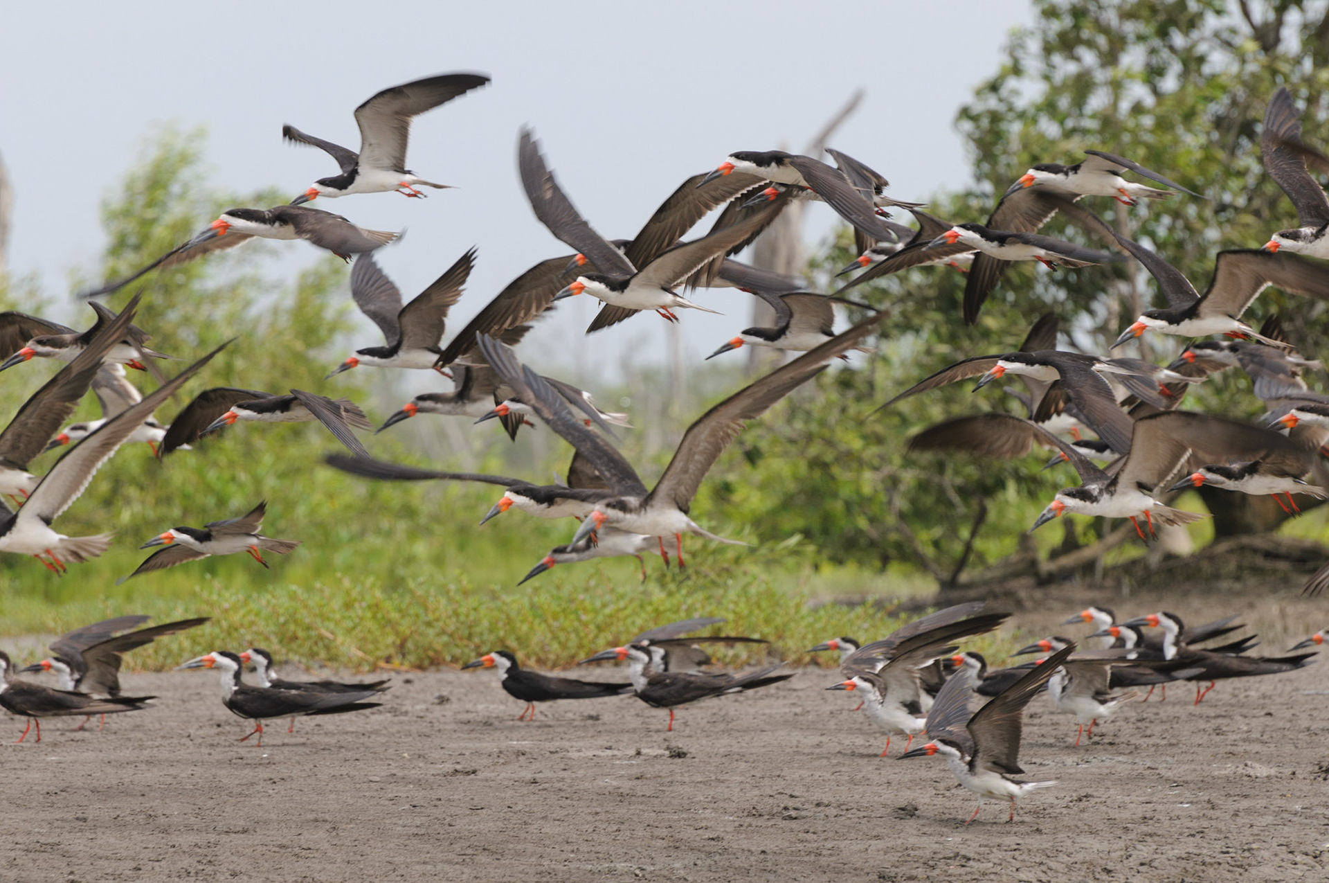 Black Skimmers