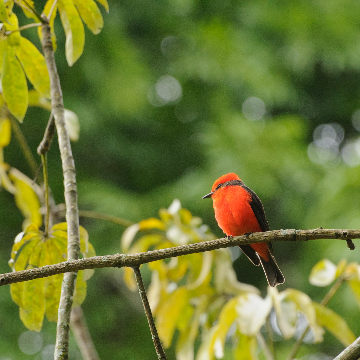 Vermillion flycatcher