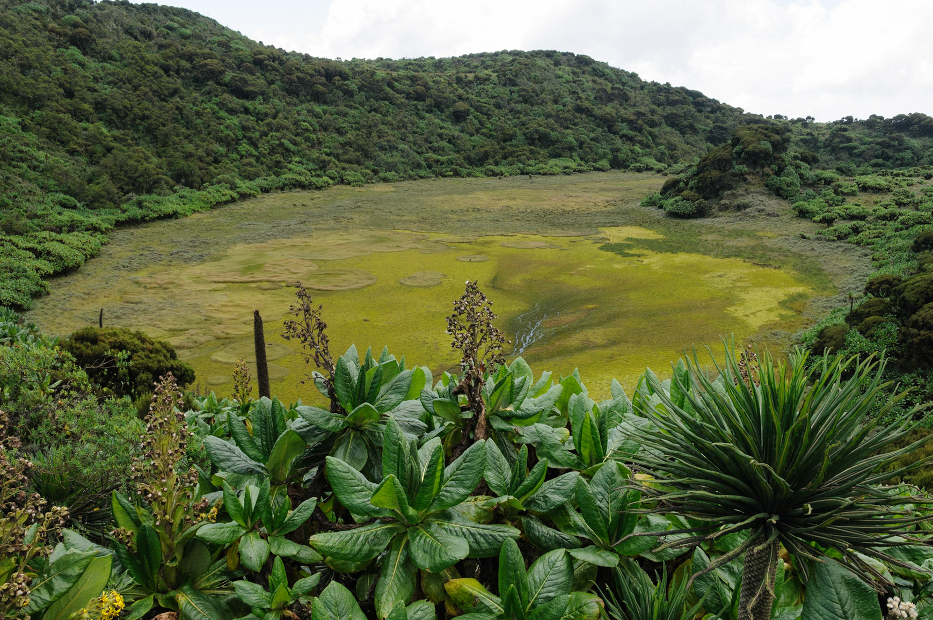 Crater swamp of Mt Gahinga (3474 meter), Mgahinga National Park