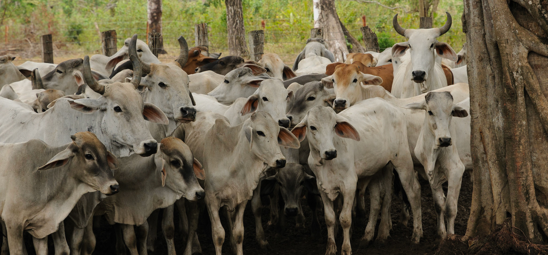 Cattle farm, Casanare