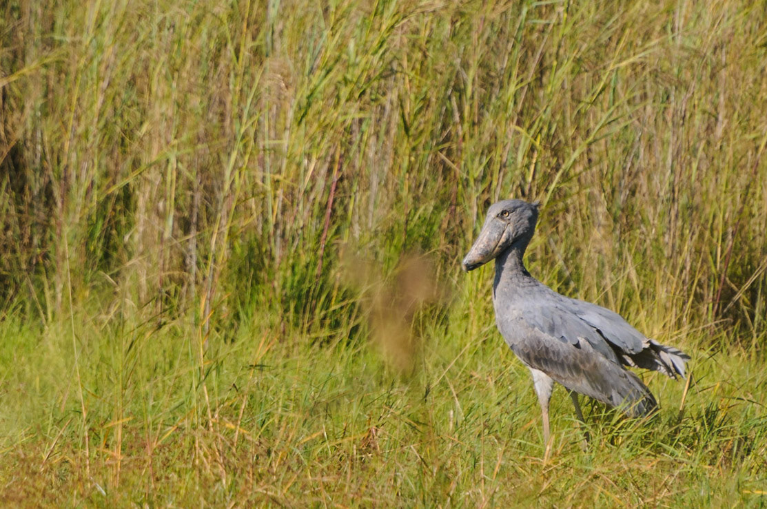 The very rare shoebill (1.3 m tall)