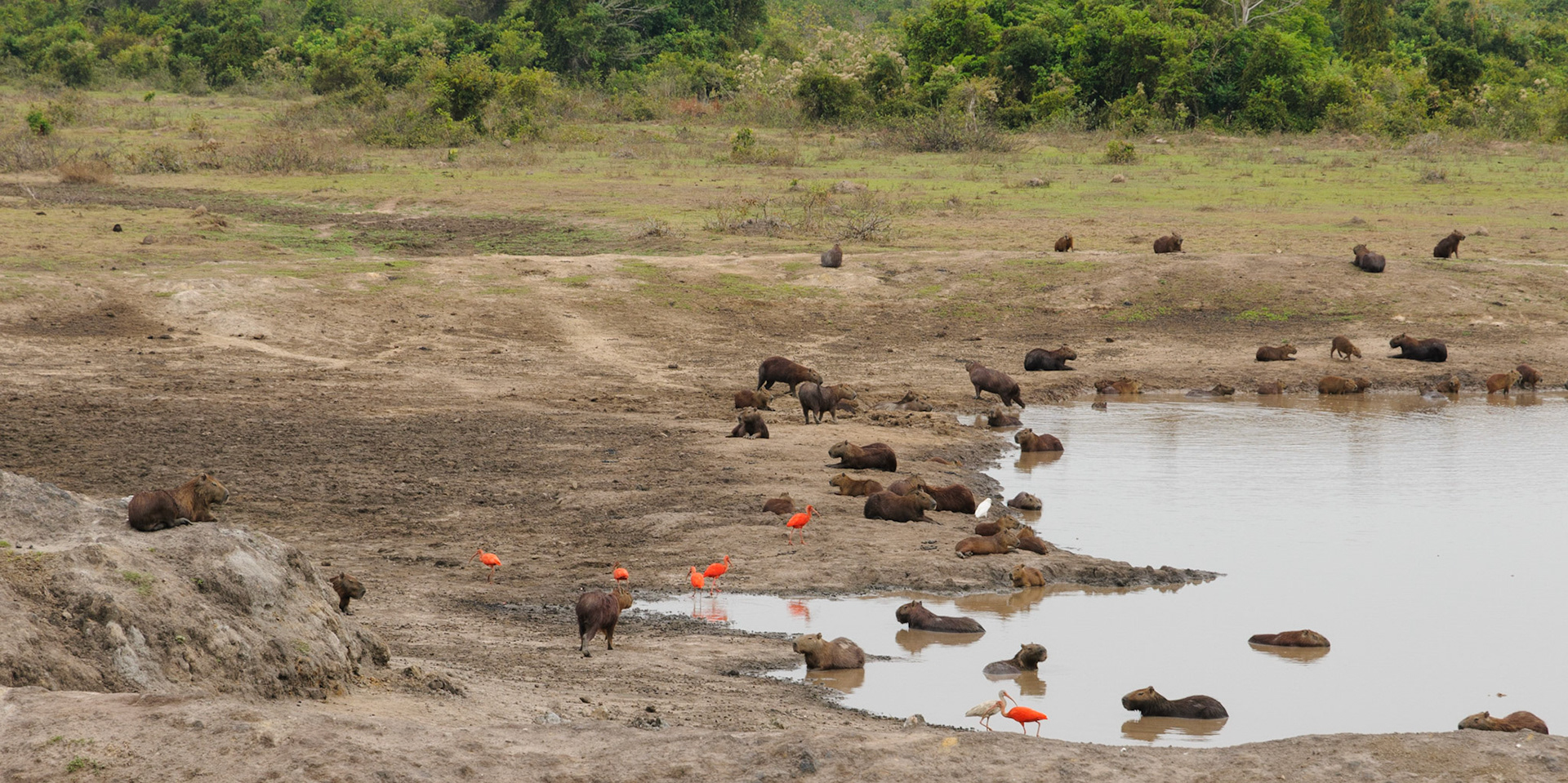 Capibaras and scarlet ibises
