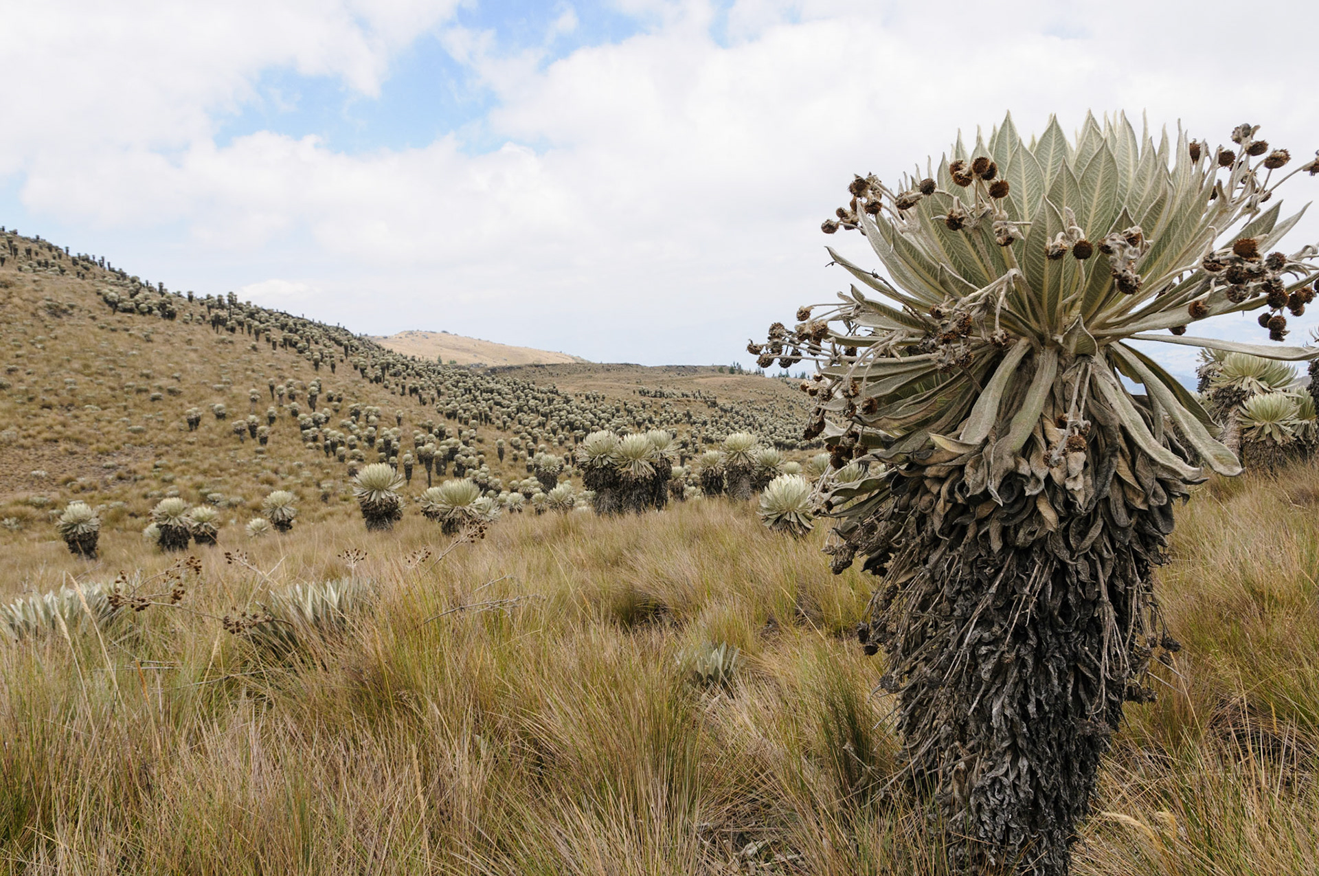 Frailejon plants at Paramo de Oceta, Mongui