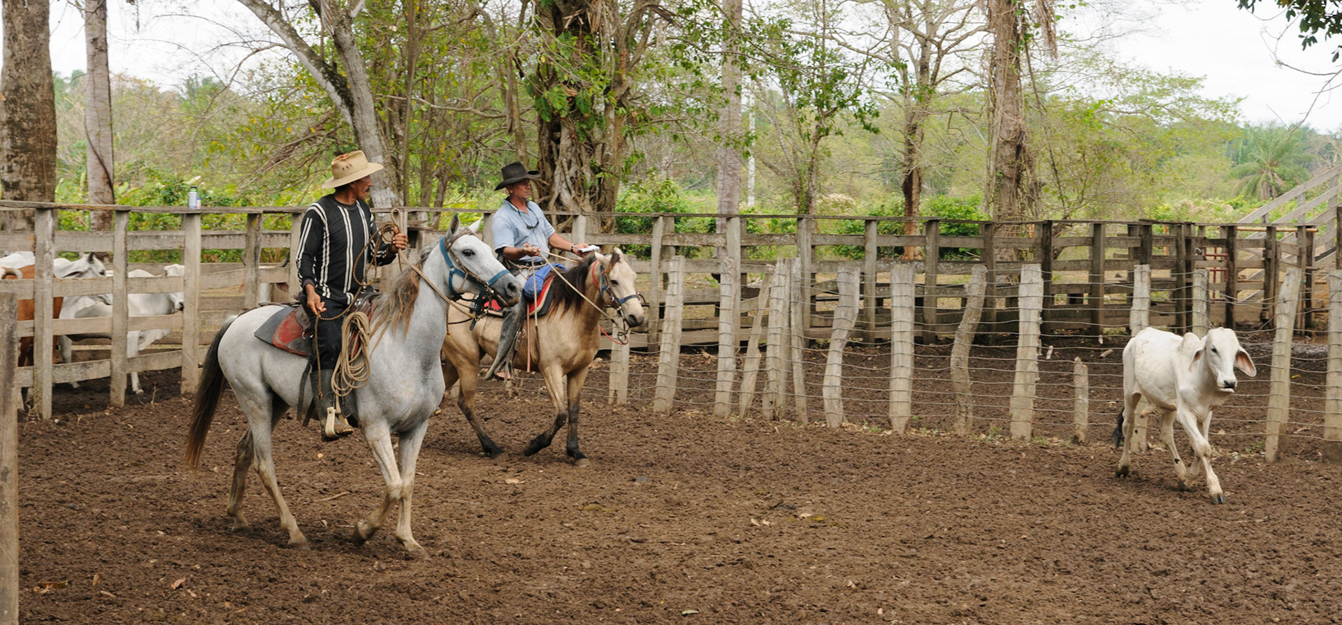 Cattle farm, Casanare