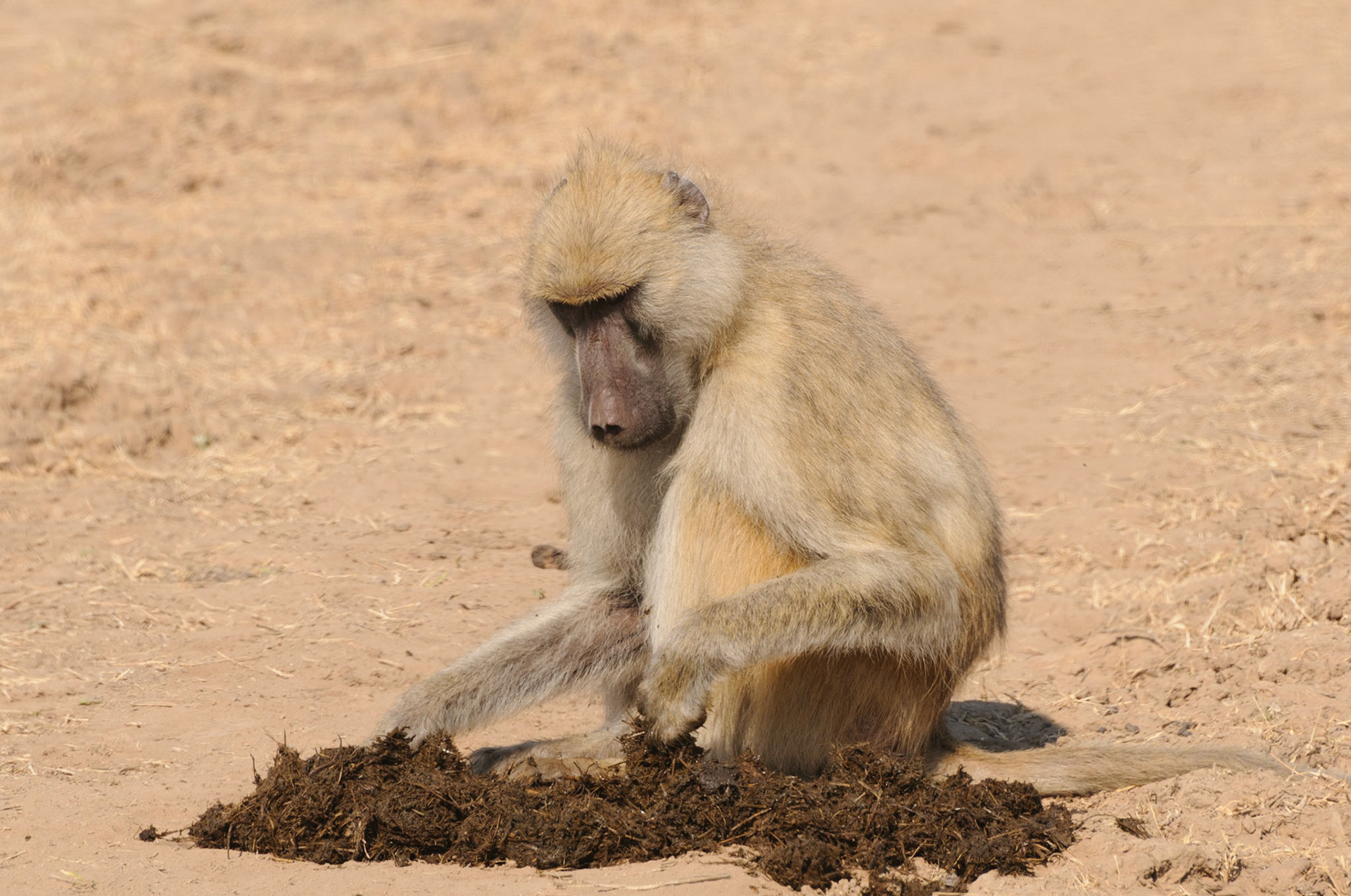 Baboon examining elephant poo