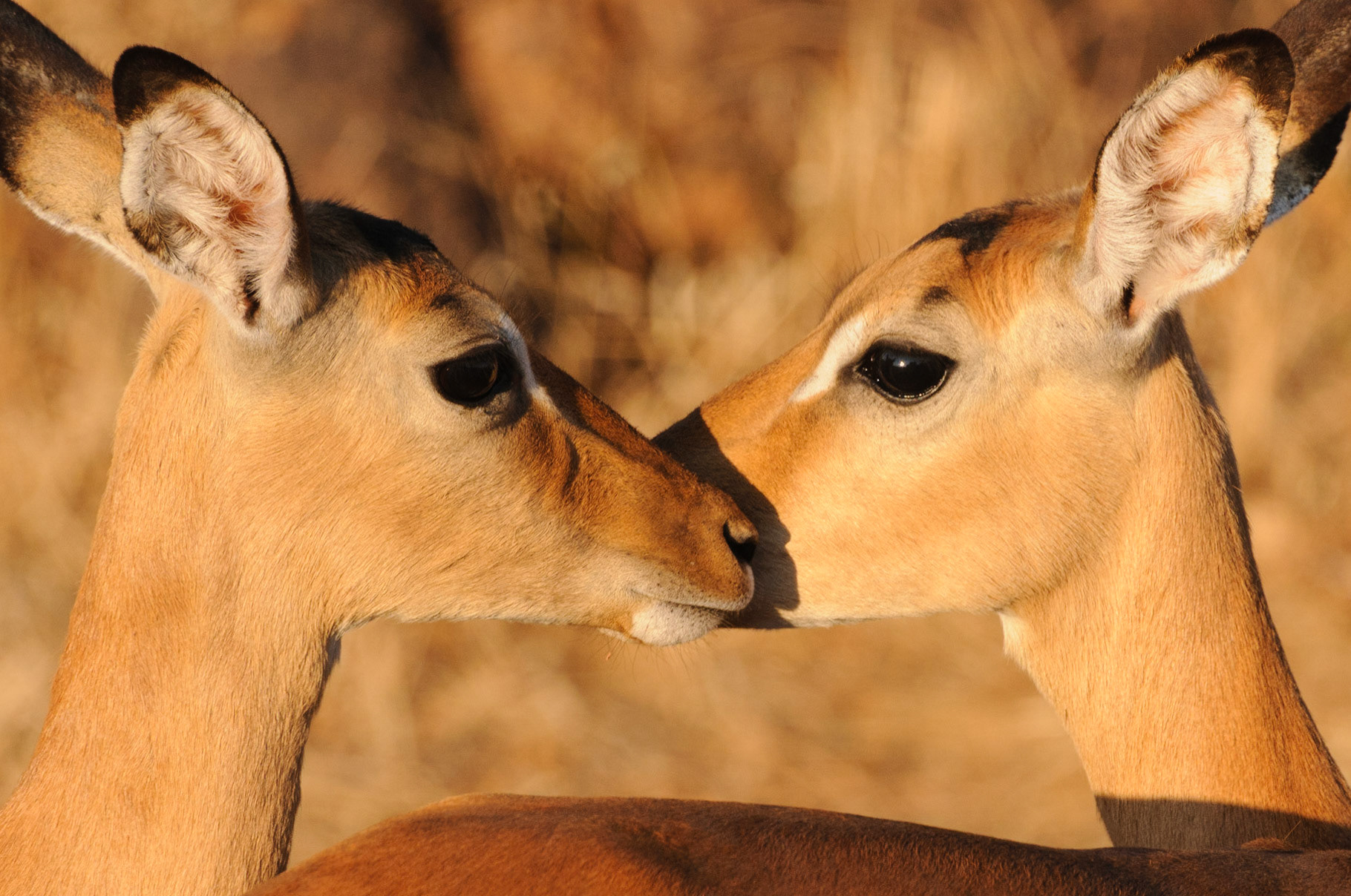 Two female impalas
