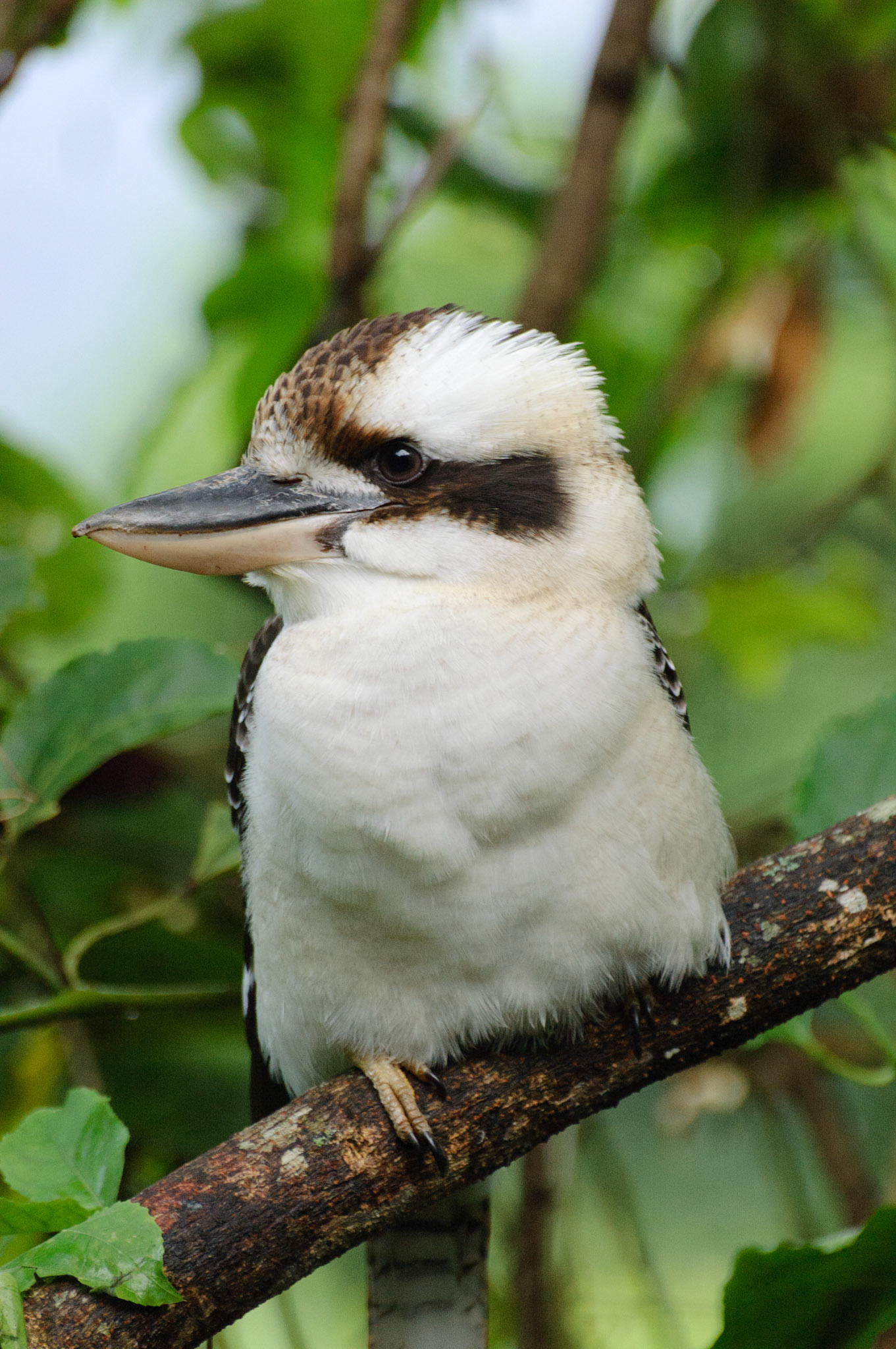 Kookaburra