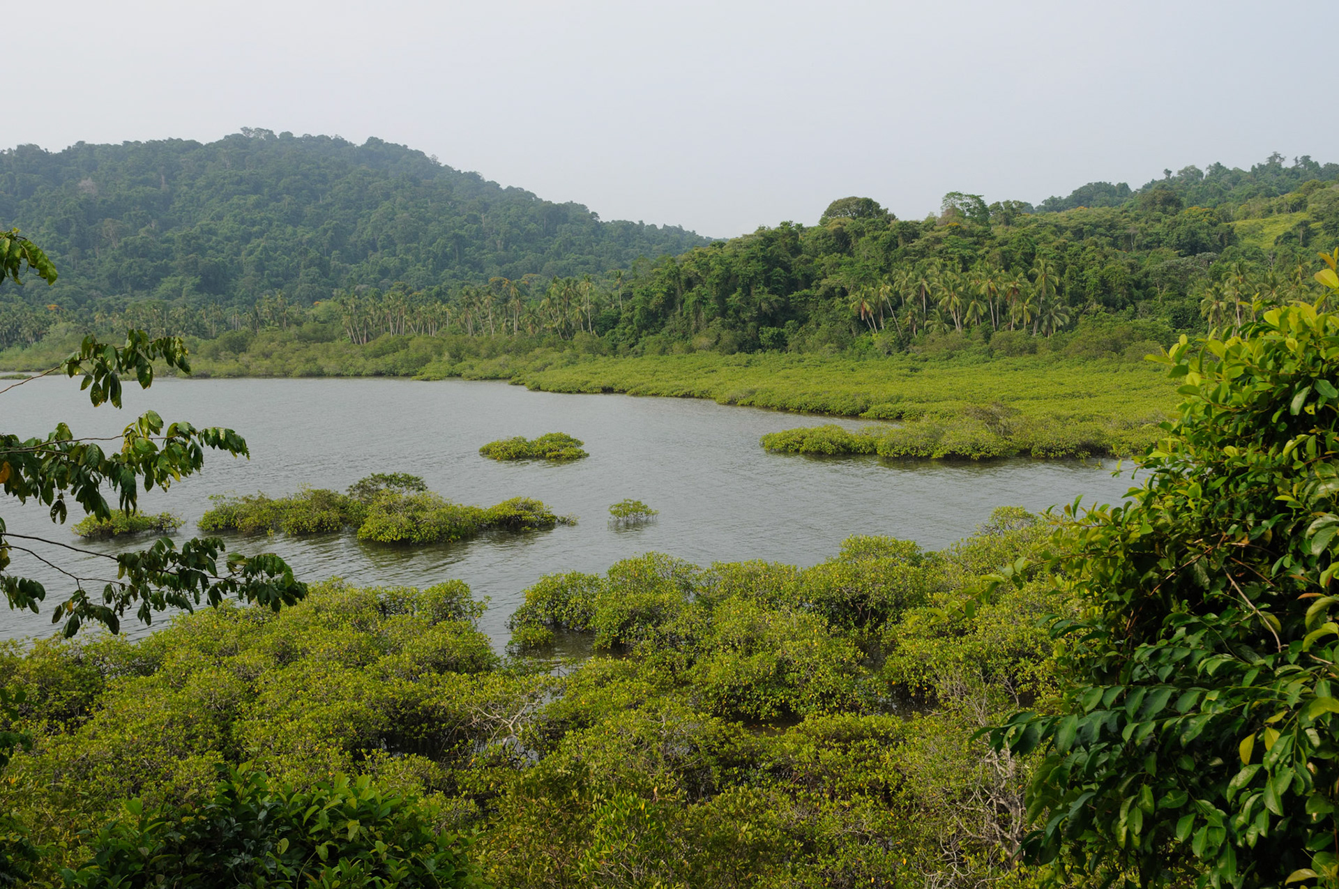 Mangroves, Coiba Island